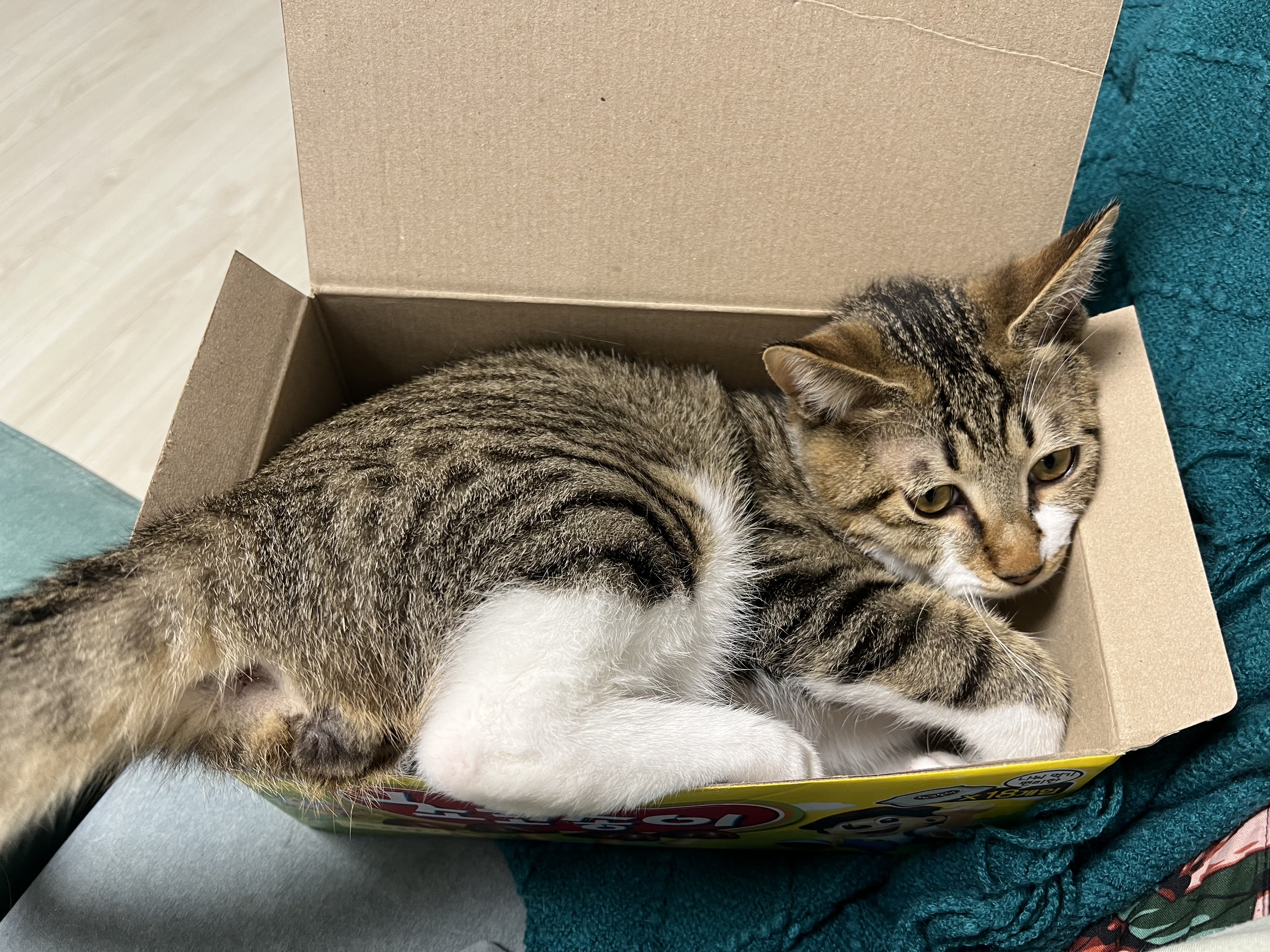 타바사(구 트윙클) 근황입니다❤️