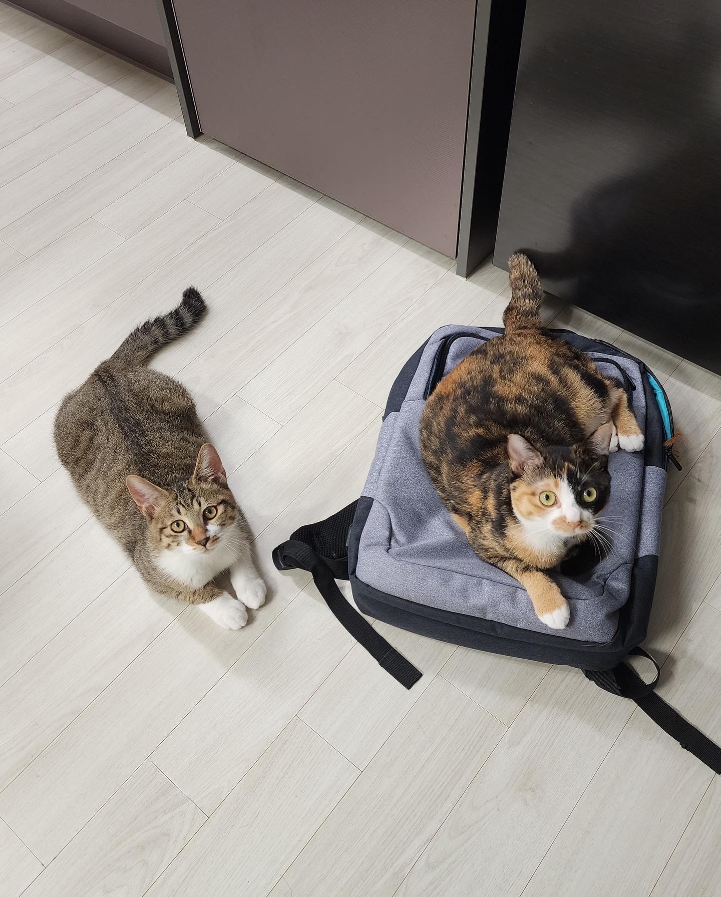 타바사(구 트윙클) 근황입니다❤️