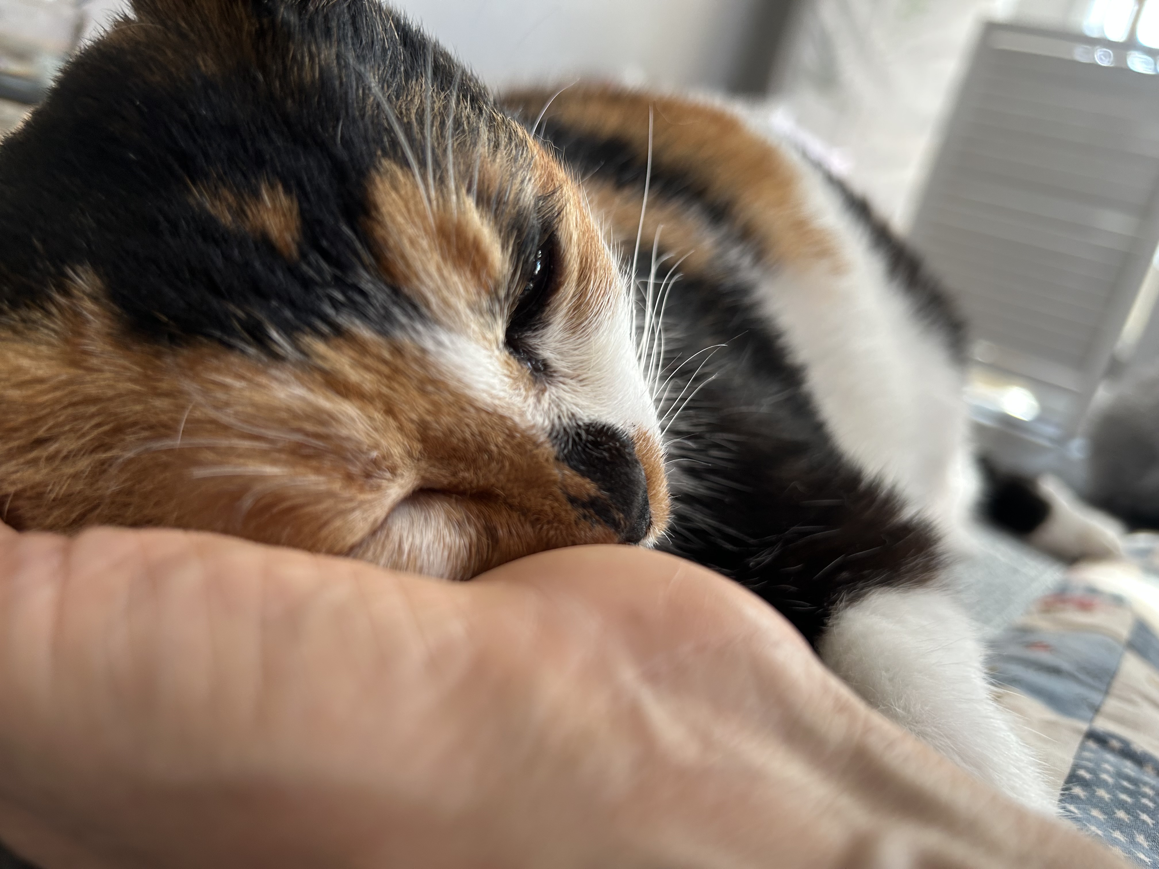 달이(달냥이) 가 벌써 석달째