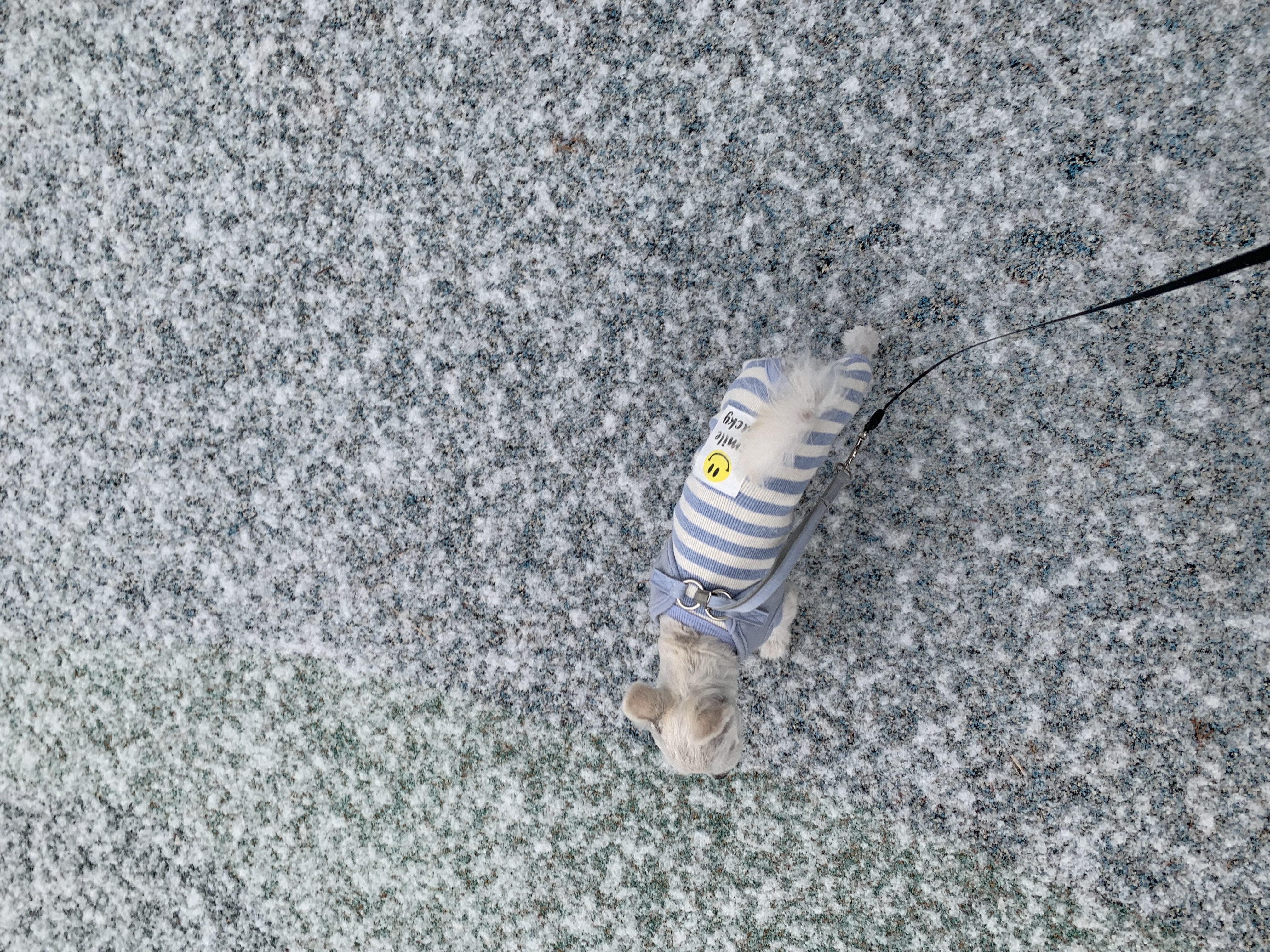 두리(소일이) 입양 3개월 후기