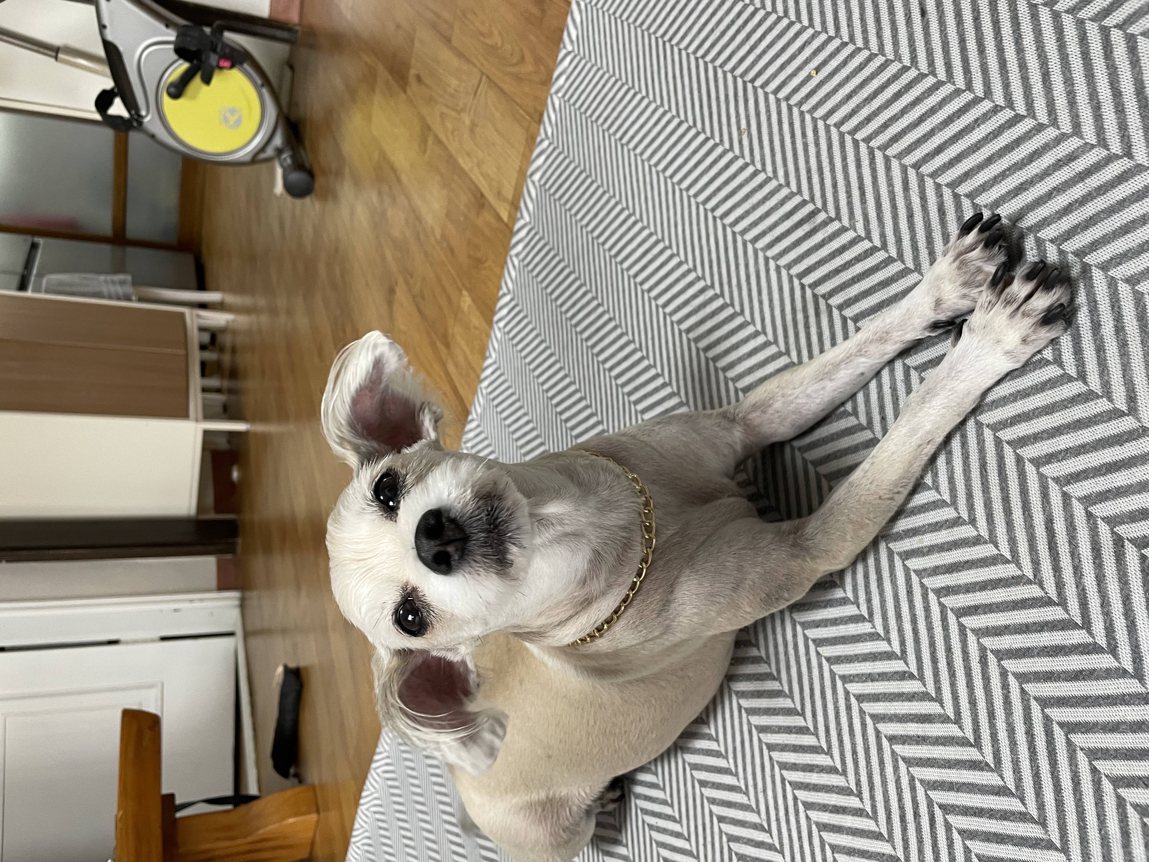 진이(바비) 입양 2년째!