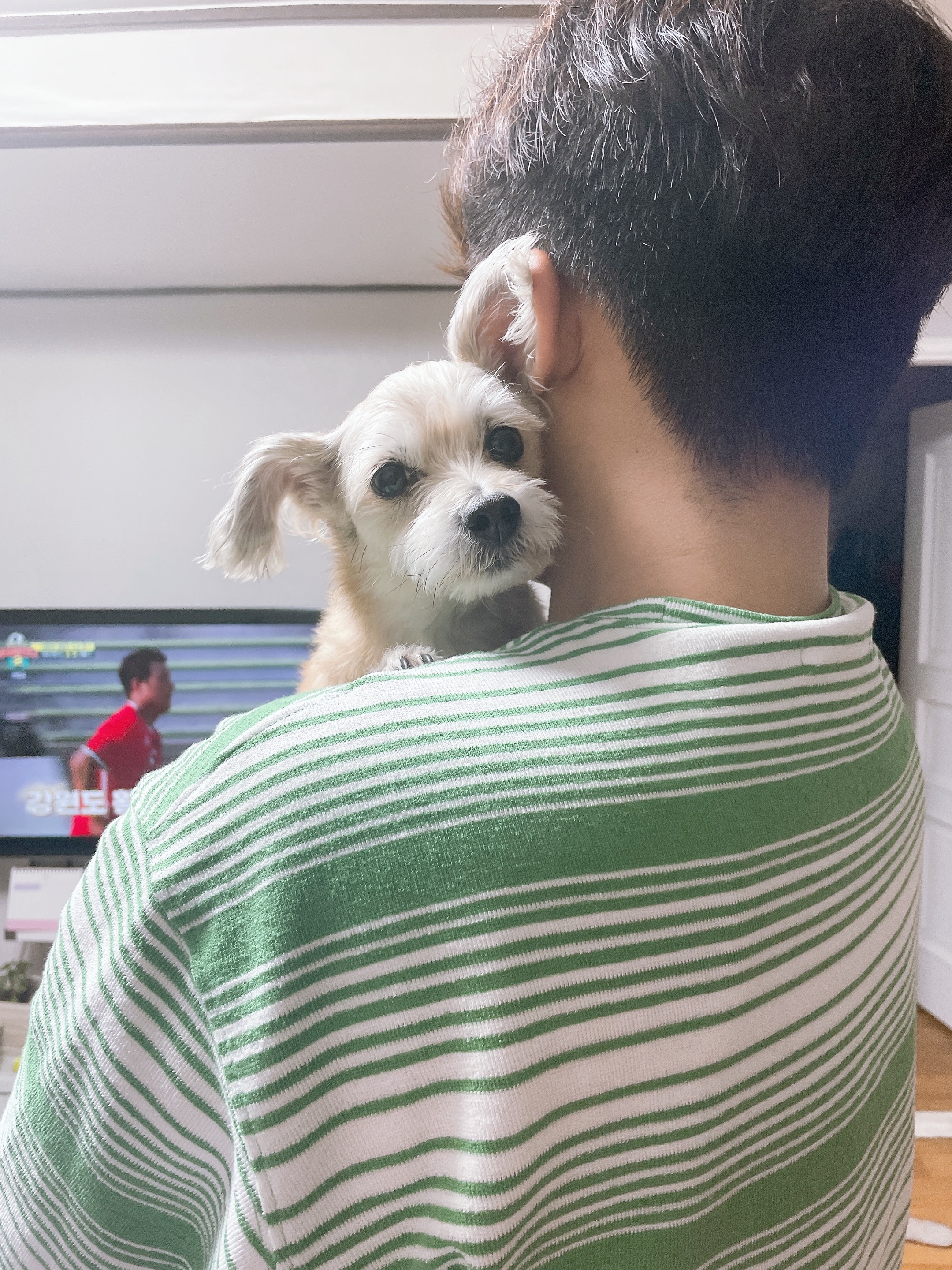 진이(바비) 입양 2년째!