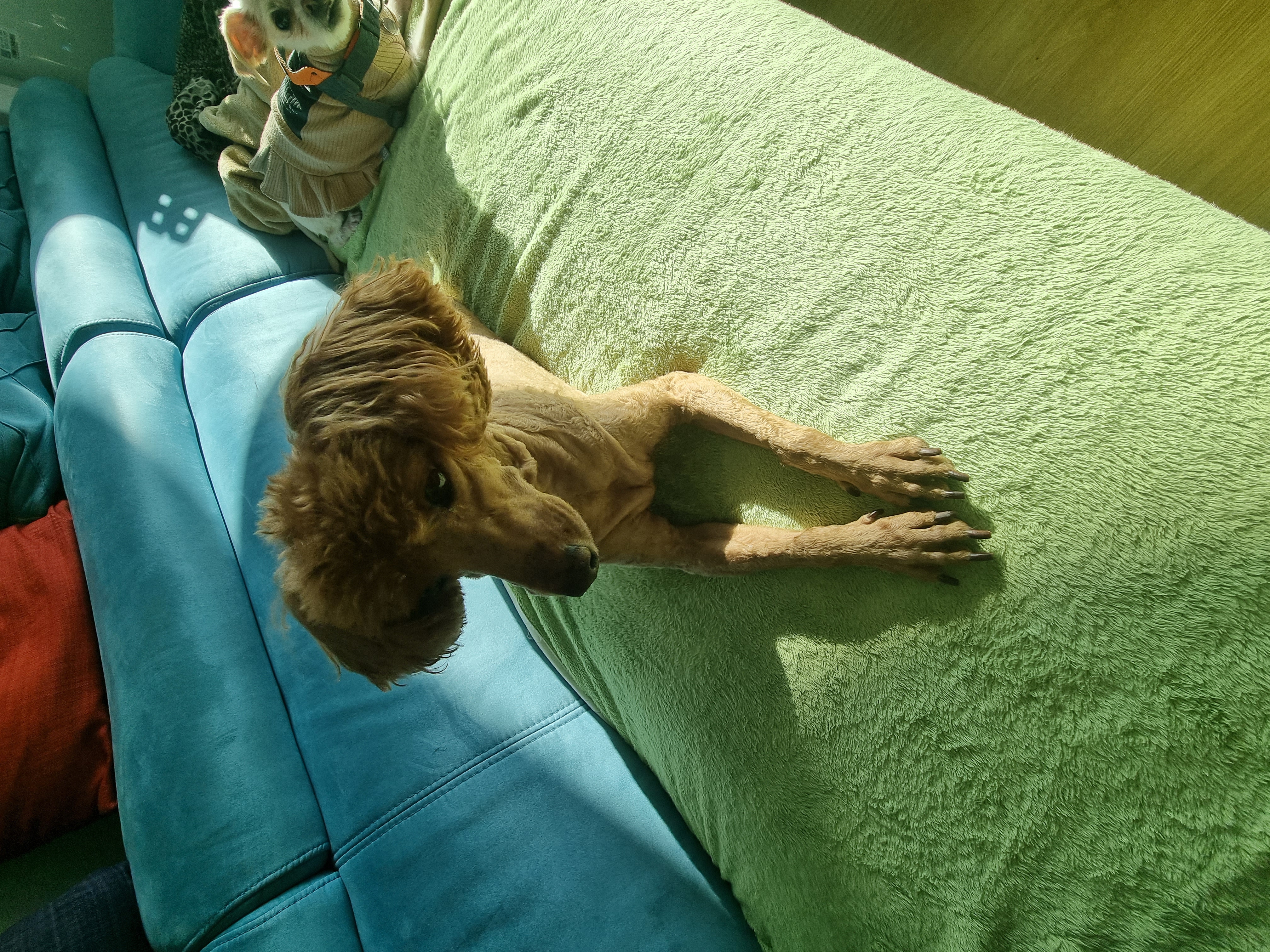 쿠키(앙금)이소식입니다