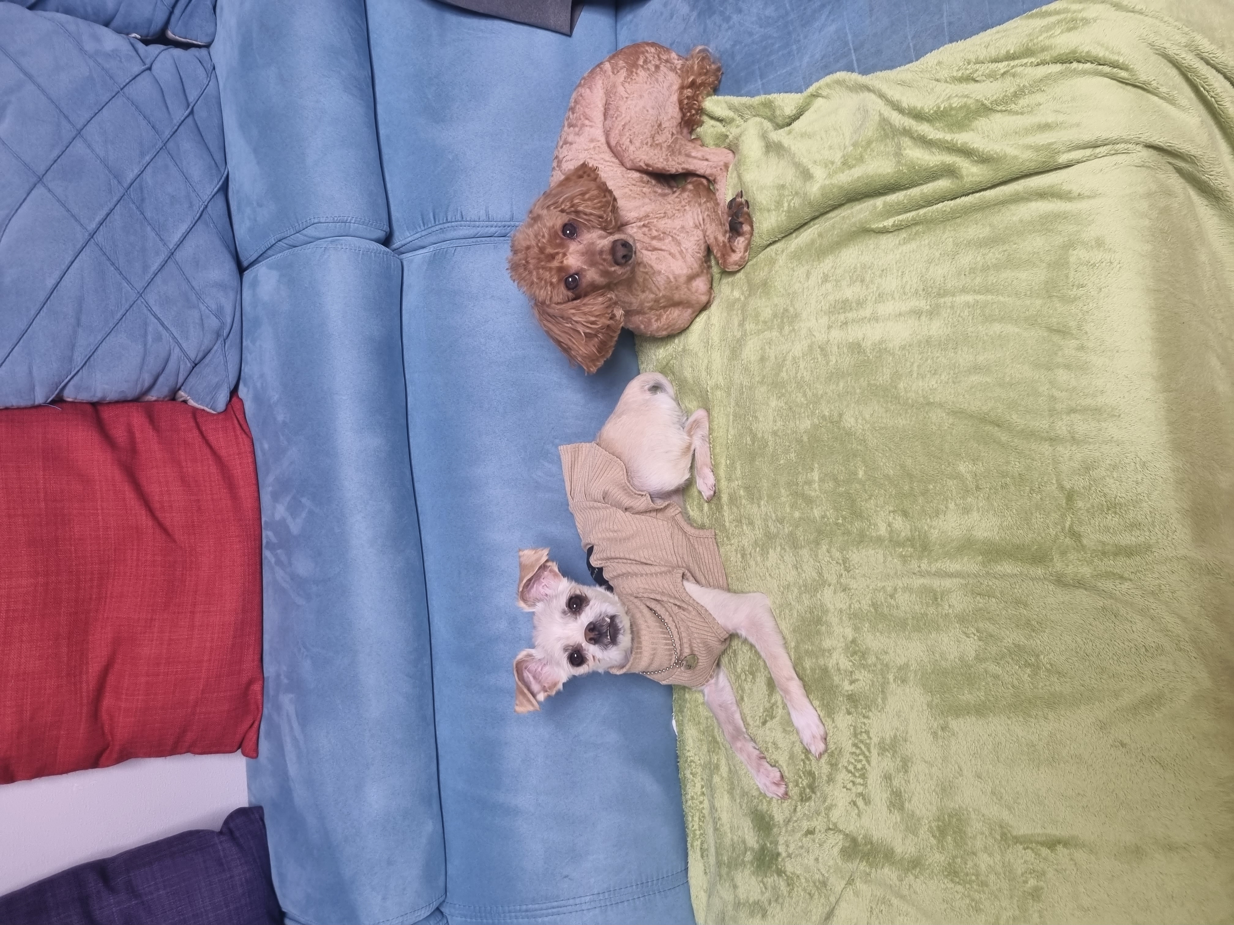 오영 임보소식입니다