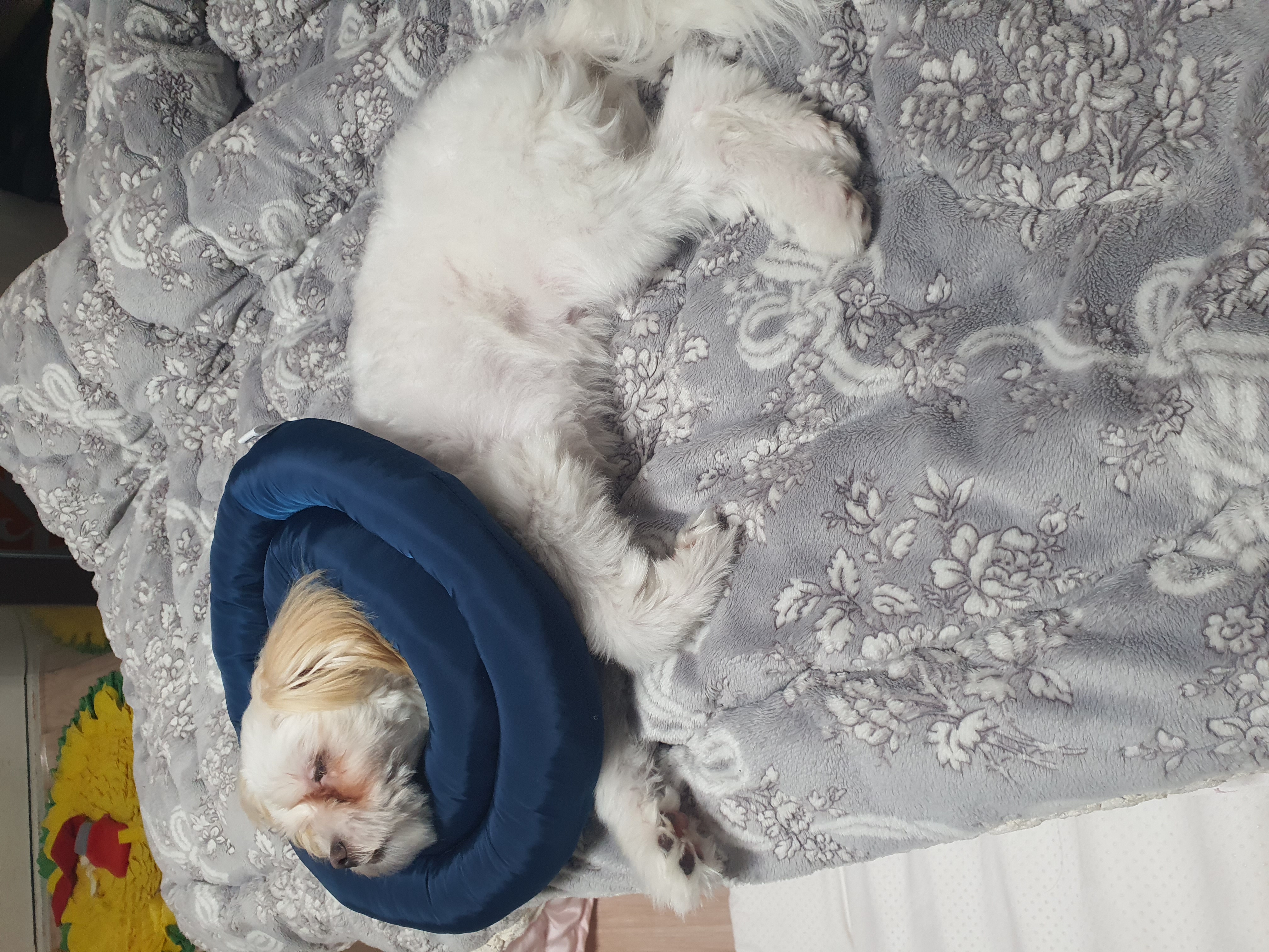 가을이 (아원) 입양 석달차 입니다 