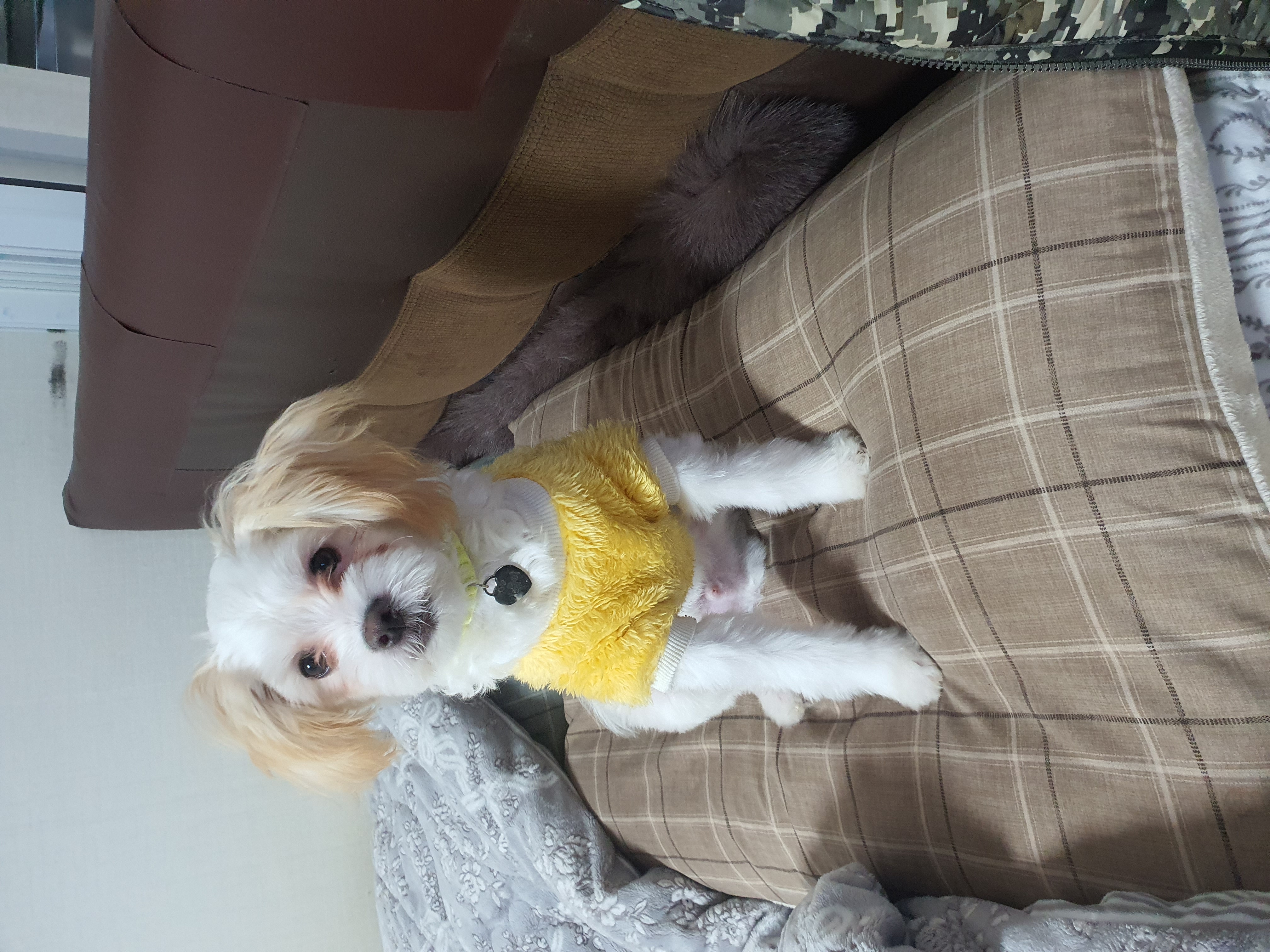 가을이 (아원) 입양 석달차 입니다 