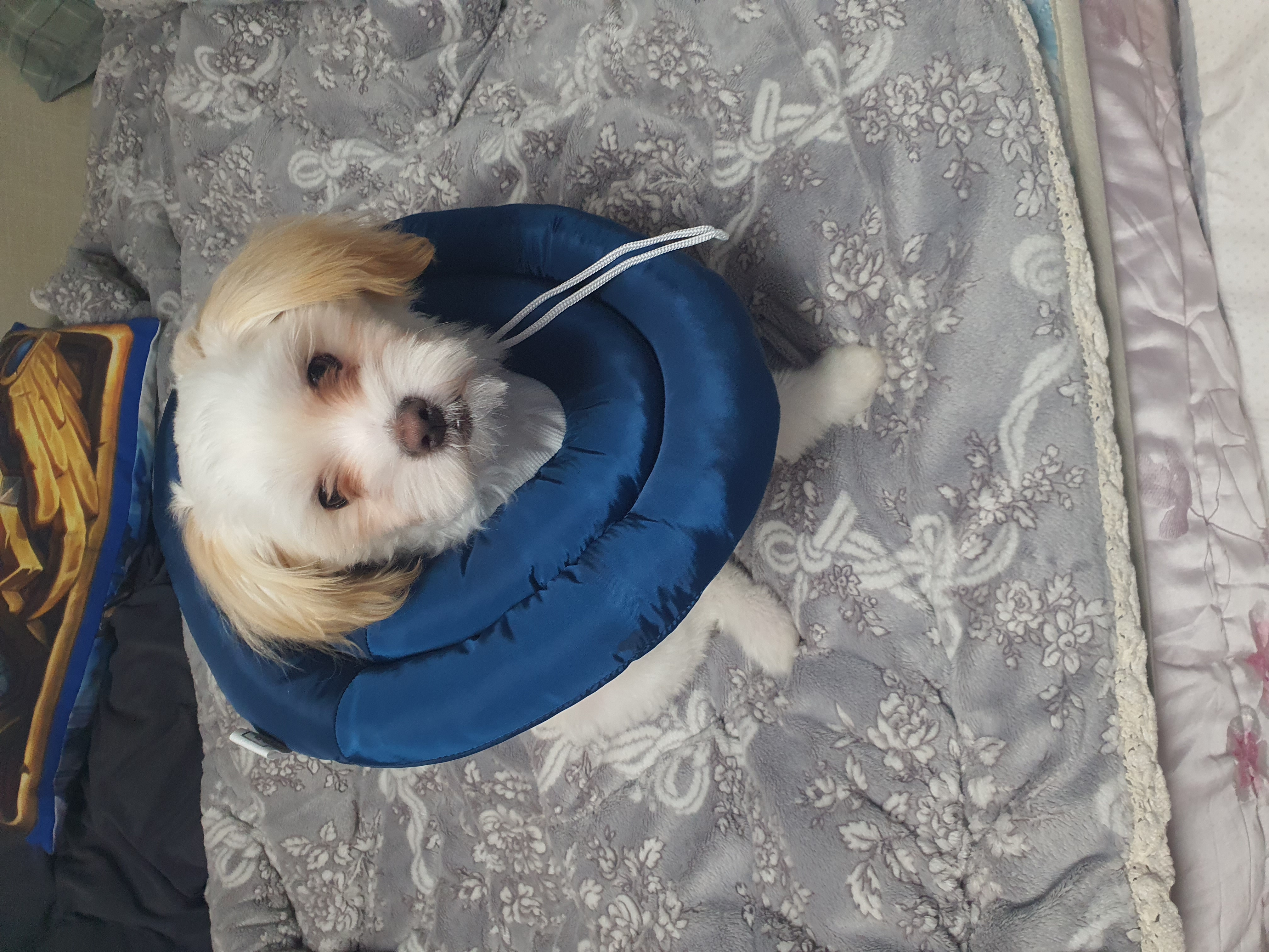 가을이 (아원) 입양 석달차 입니다 