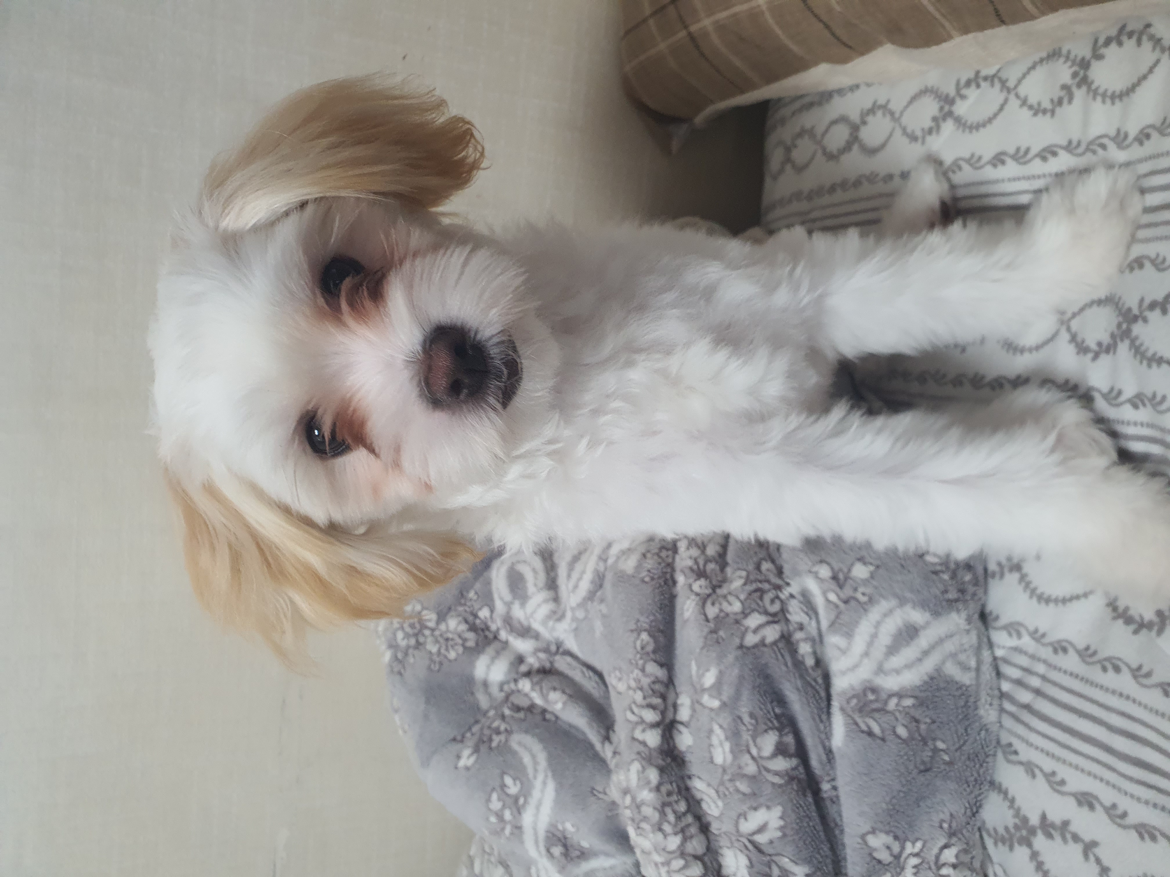 가을이 (아원) 입양 석달차 입니다 