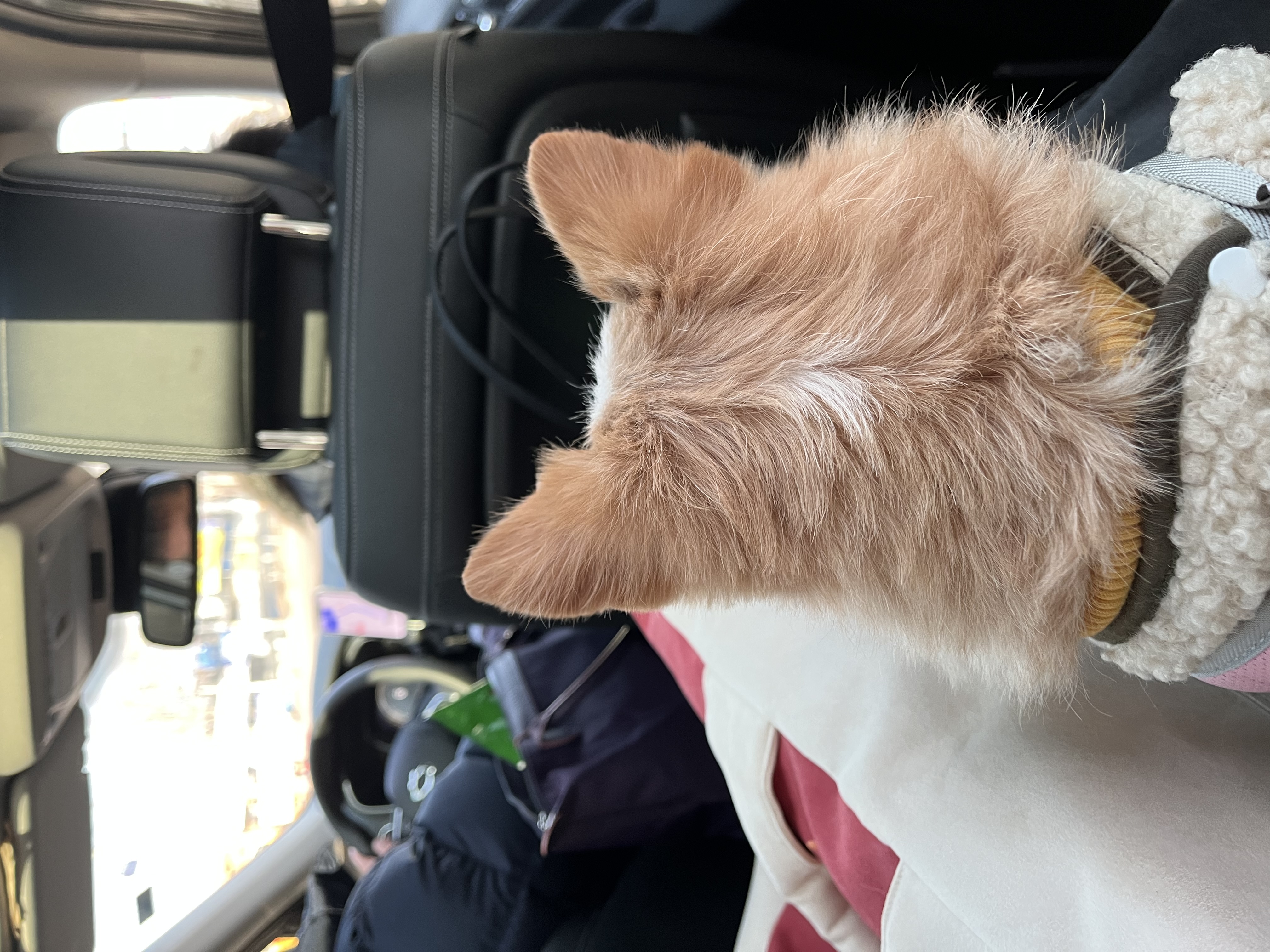 포나 입양 한달이 지났어요!