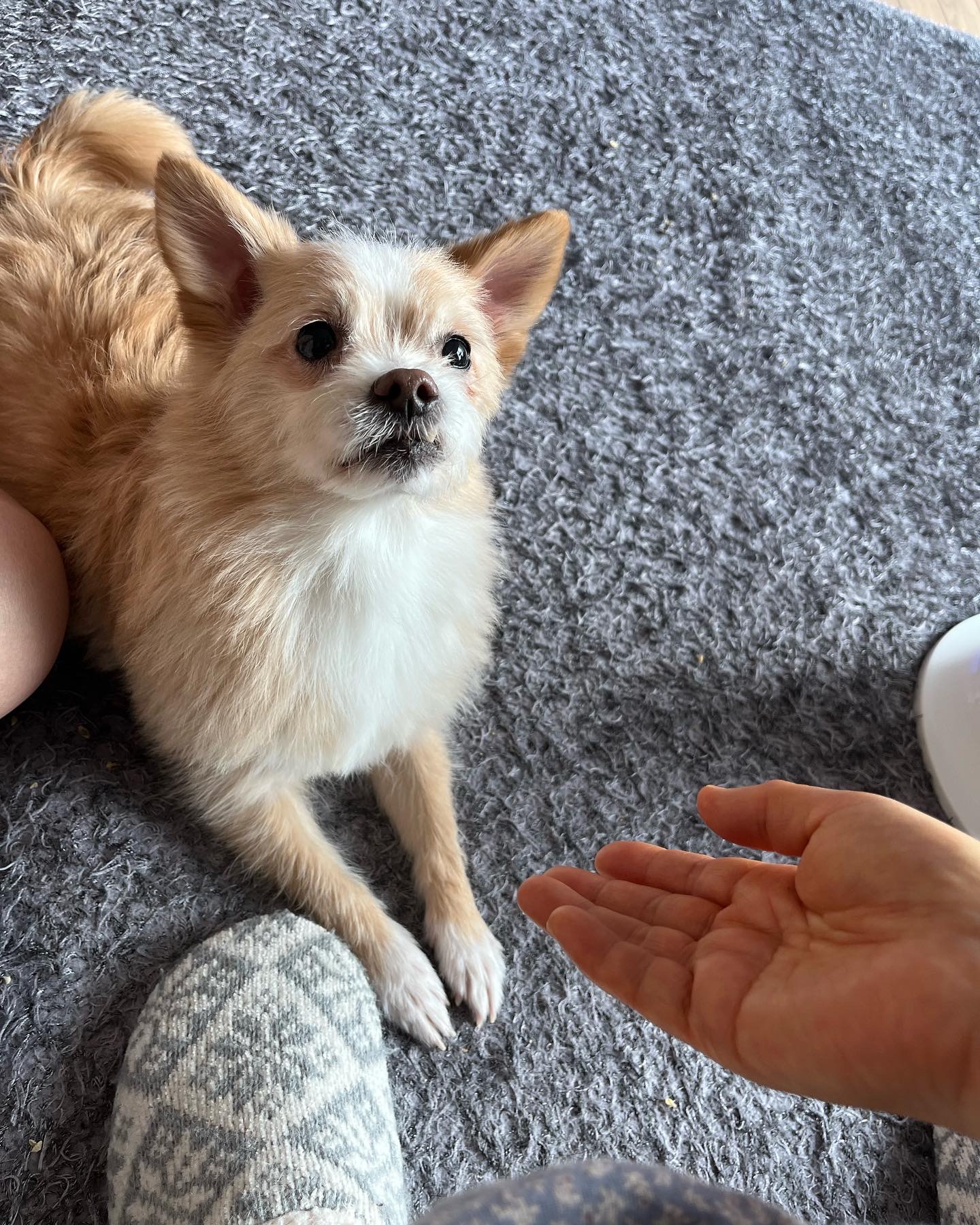 포나 입양 한달이 지났어요!