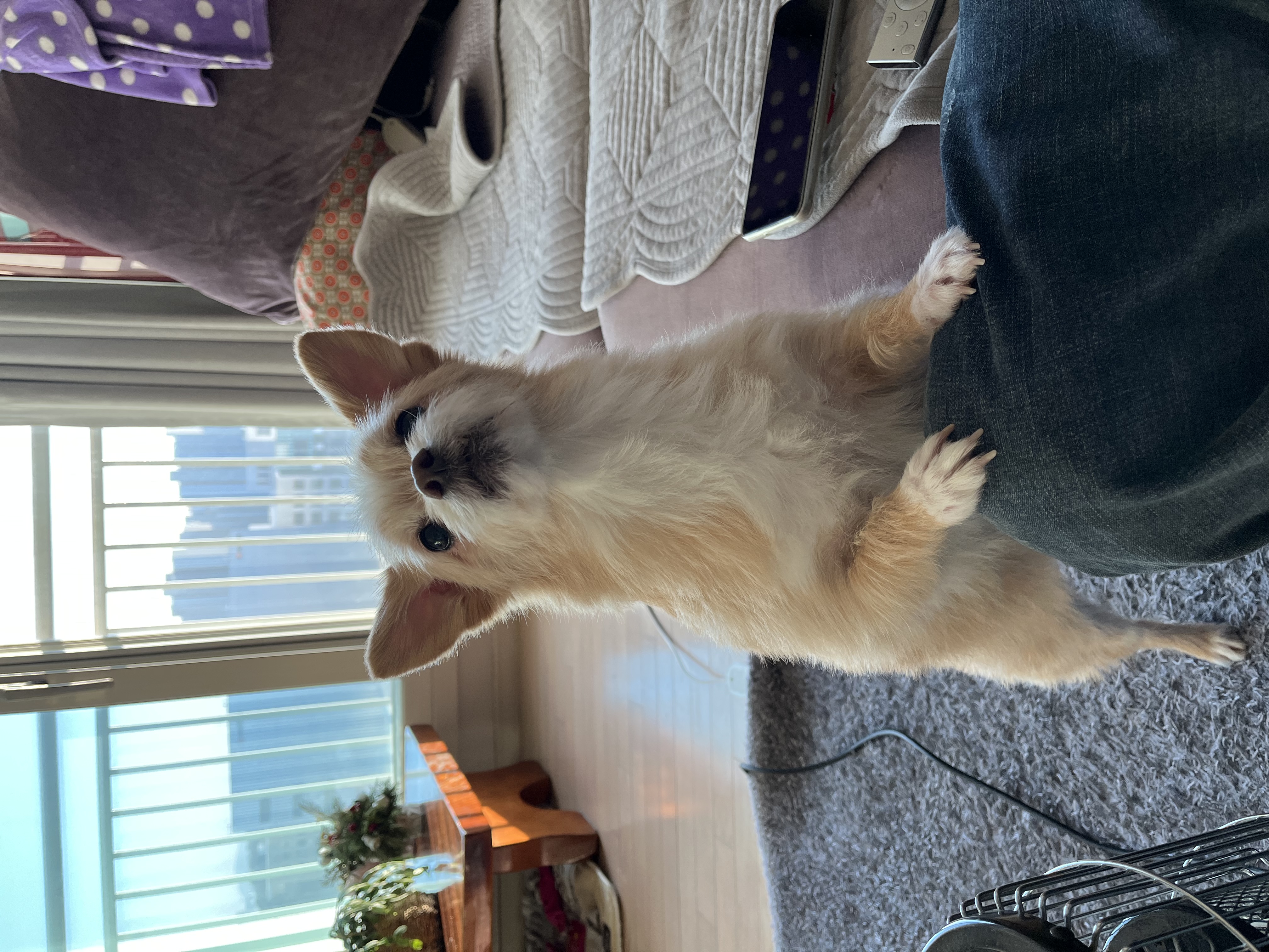 포나 입양 한달이 지났어요!