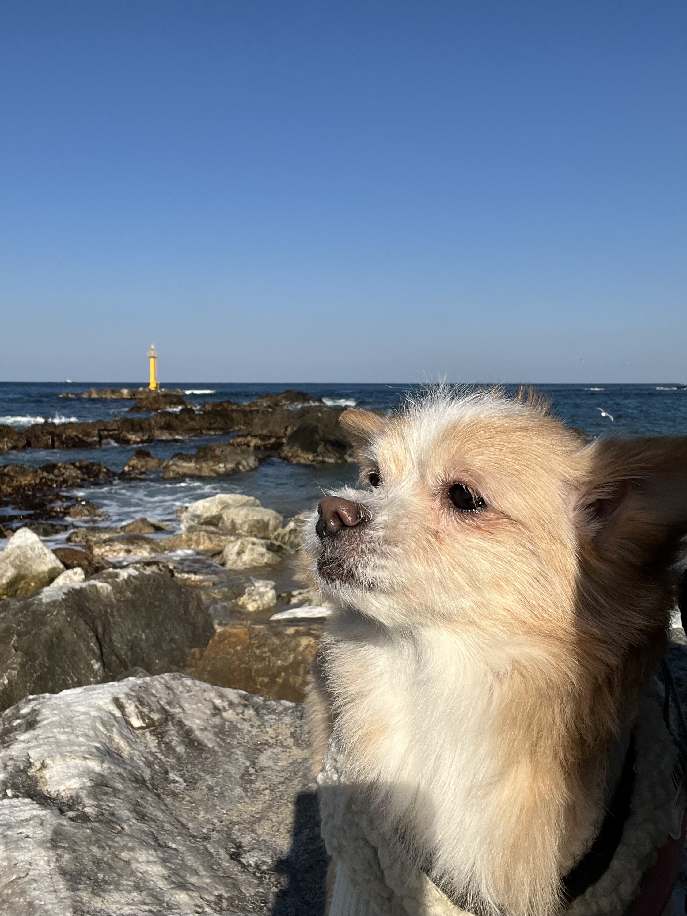 포나 입양 한달이 지났어요!