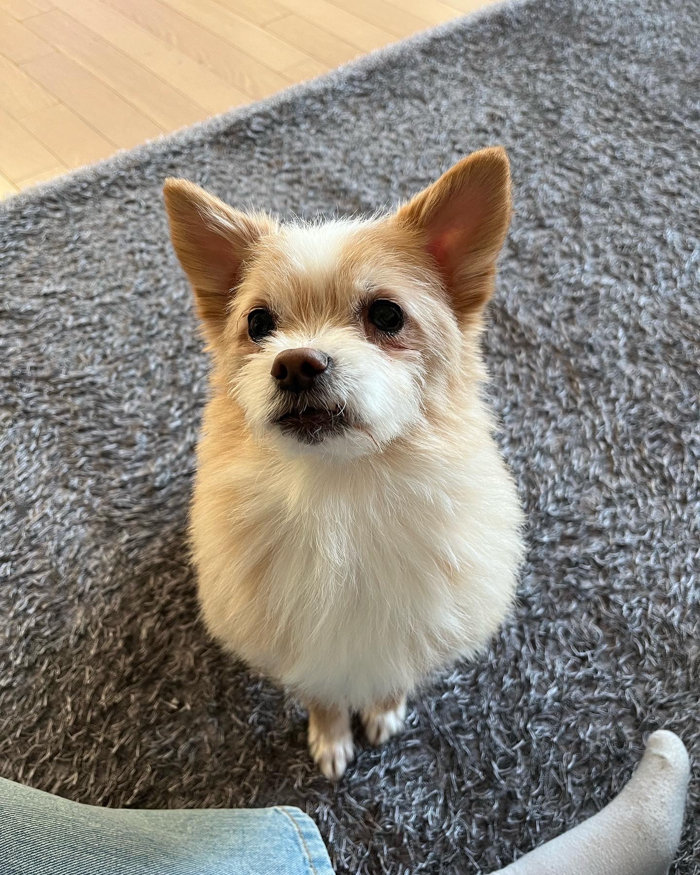 포나 입양 한달이 지났어요!