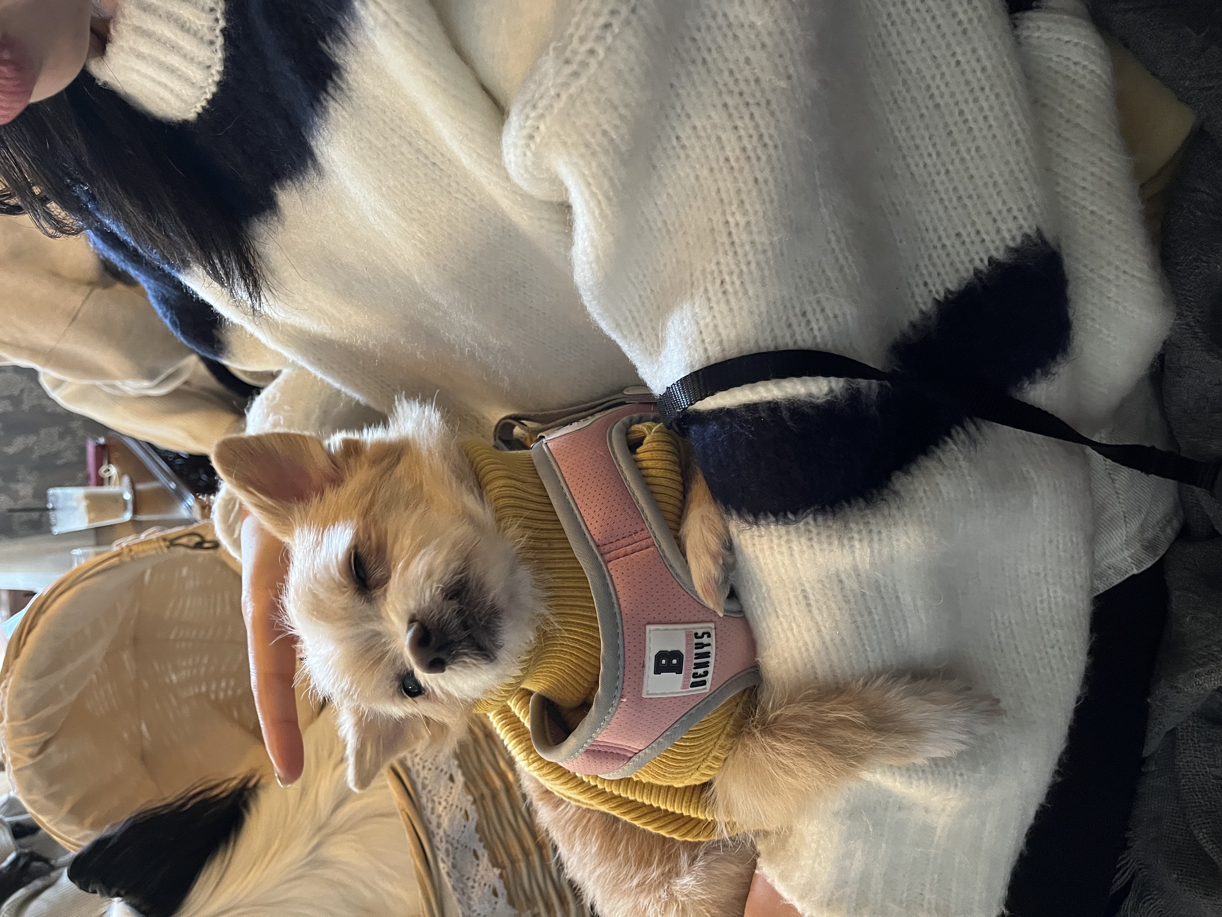 포나 입양 한달이 지났어요!