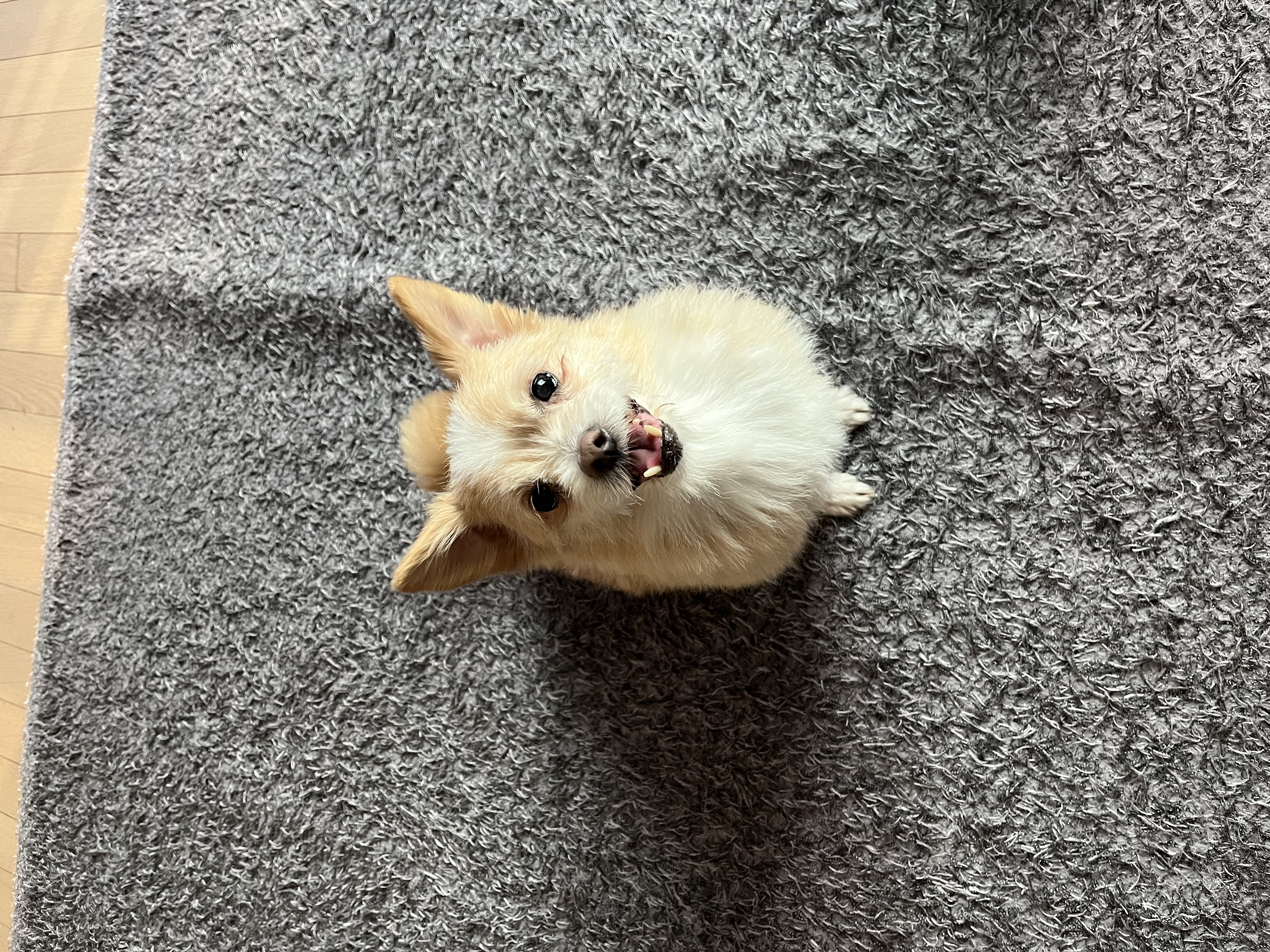 포나 입양 한달이 지났어요!