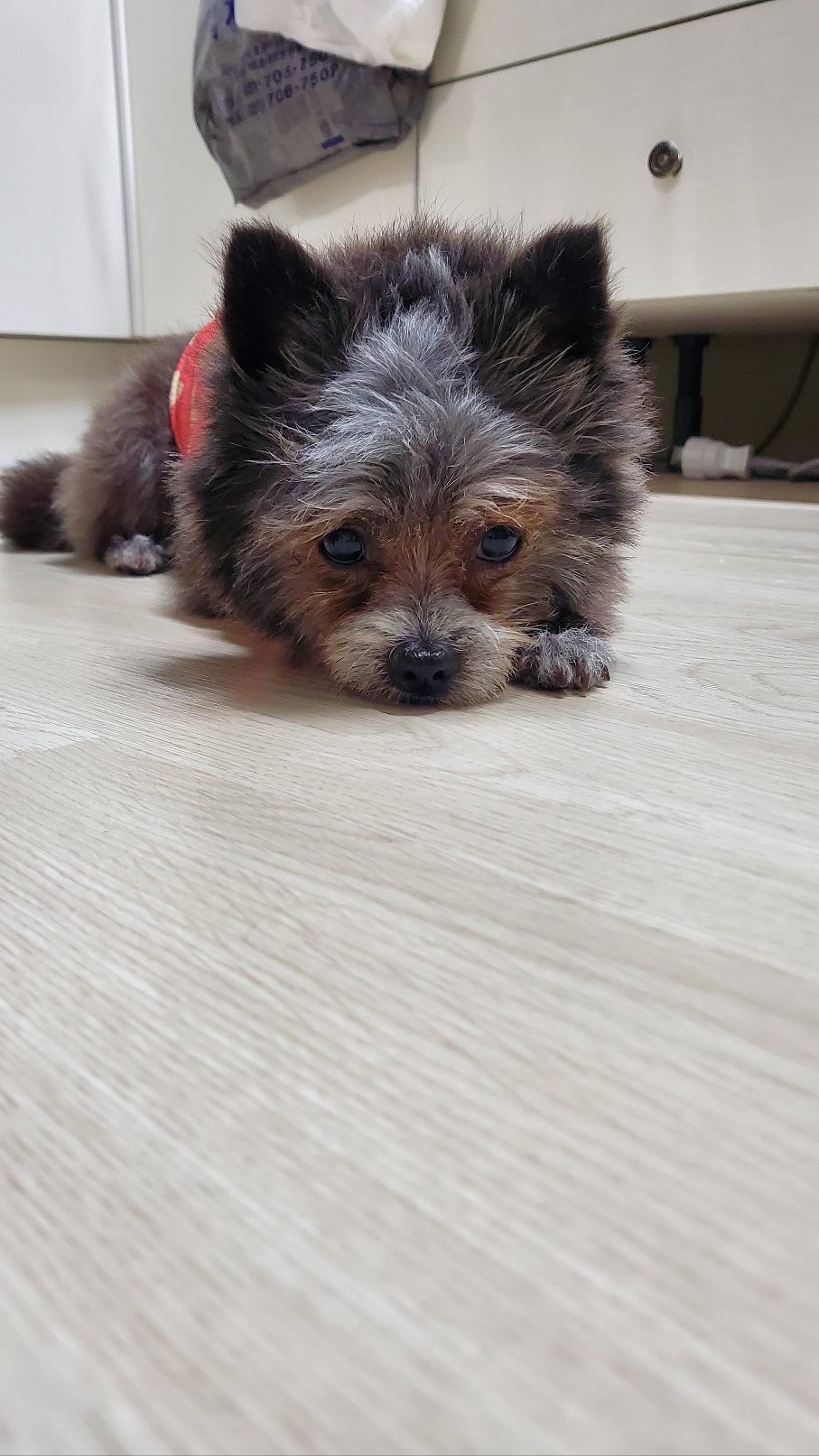 소피 임보 소식을 전해드립니다.