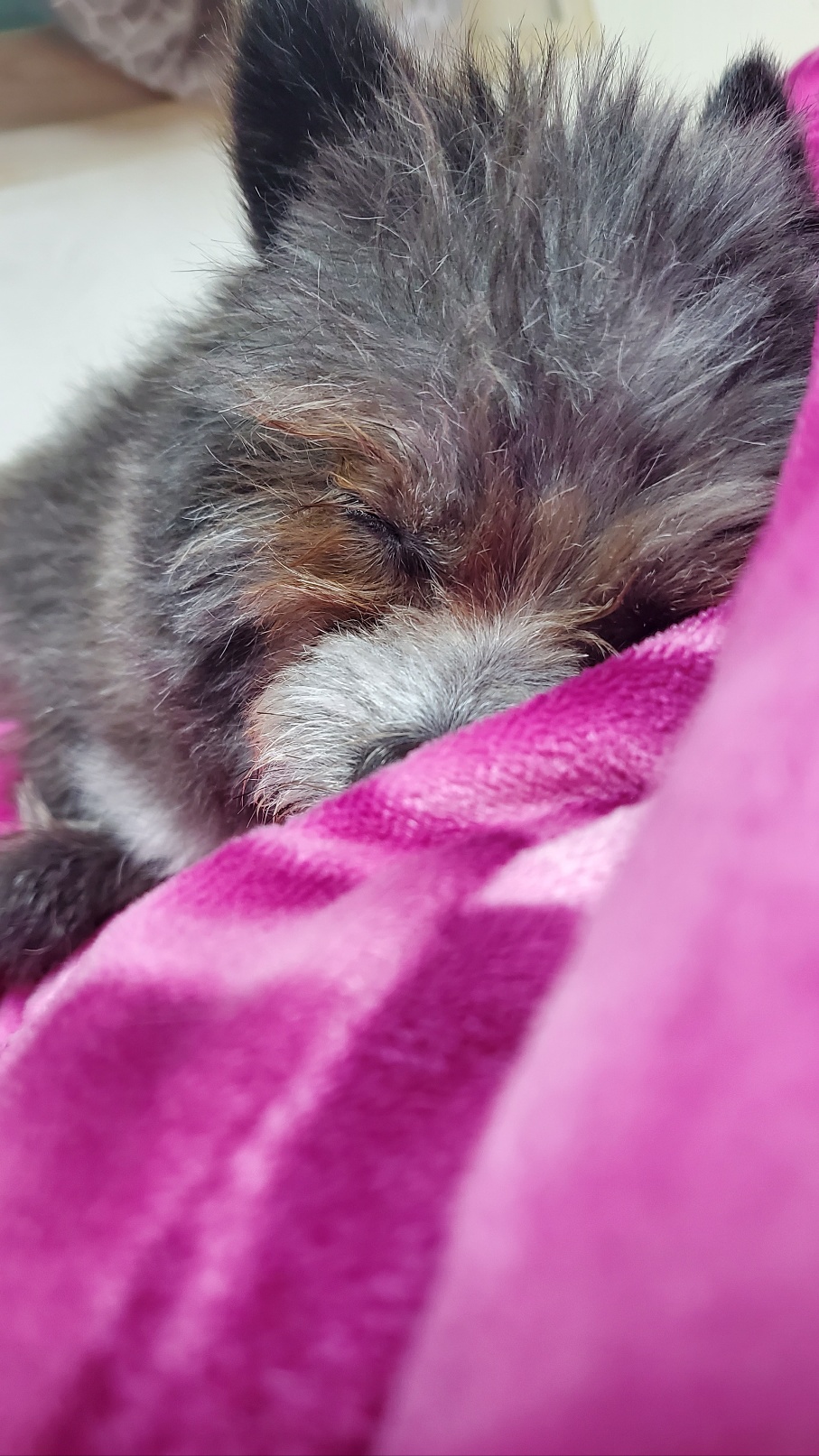 소피 임보 소식을 전해드립니다.