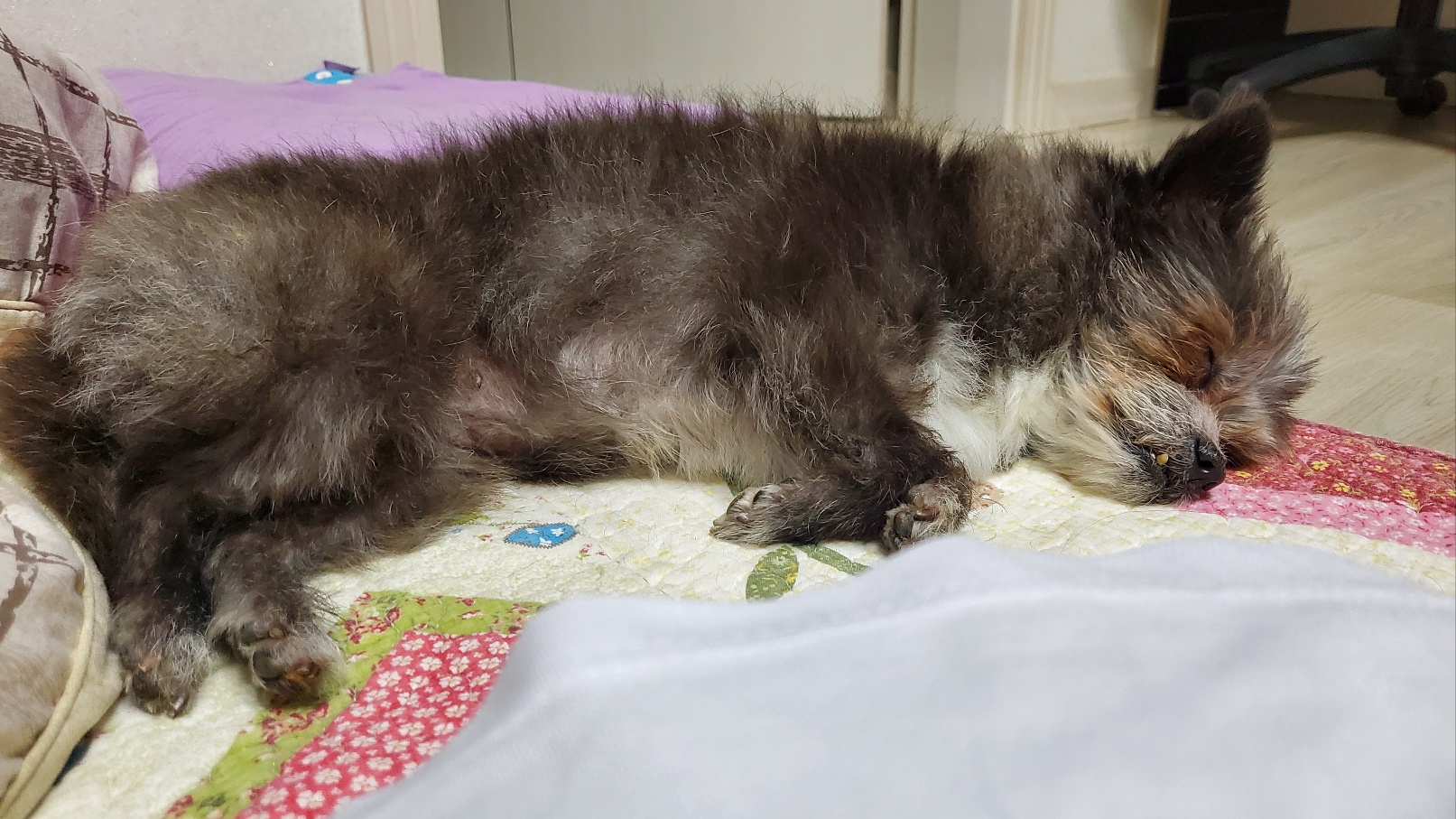 소피 임보 소식을 전해드립니다.