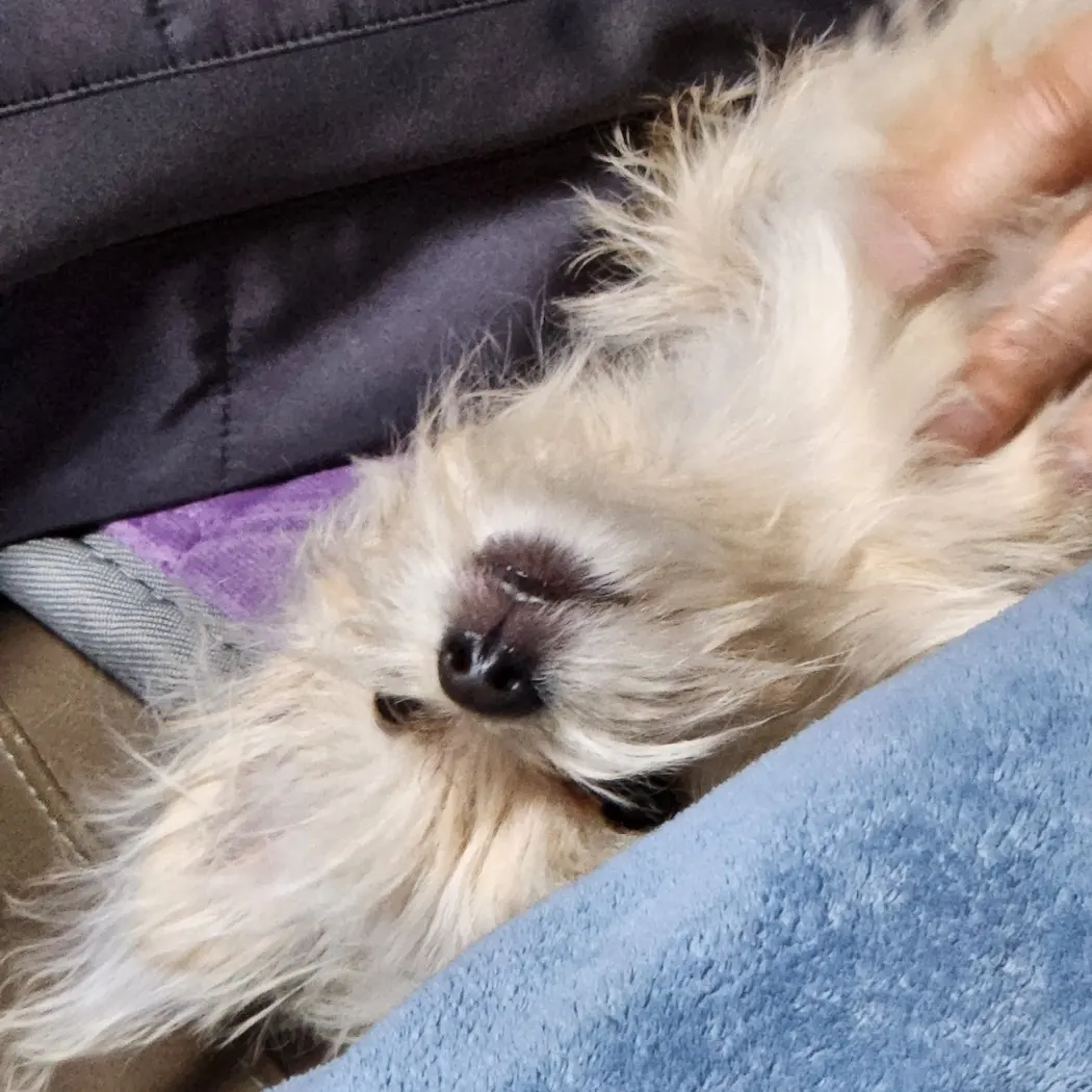 토리(소이)와 가족이 된 지 3개월이 지난 후기입니다.