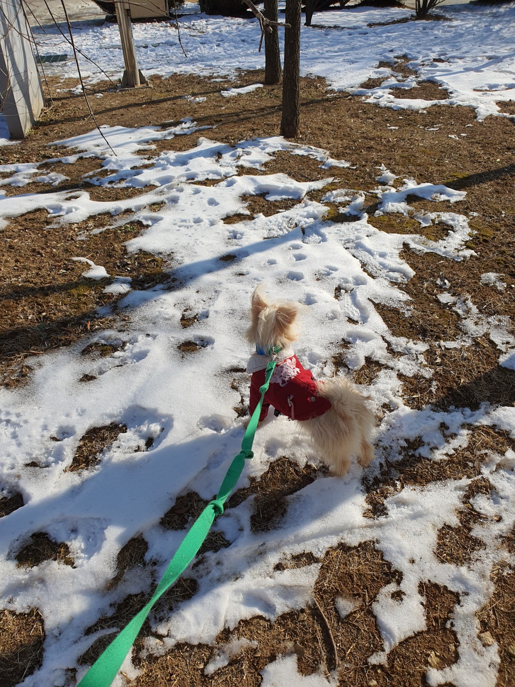 토리(소이)와 가족이 된 지 3개월이 지난 후기입니다.