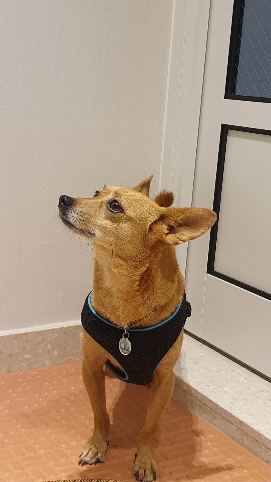 리카 공주님  입양 2주년 소식 전합니다.(20230125, 7세)