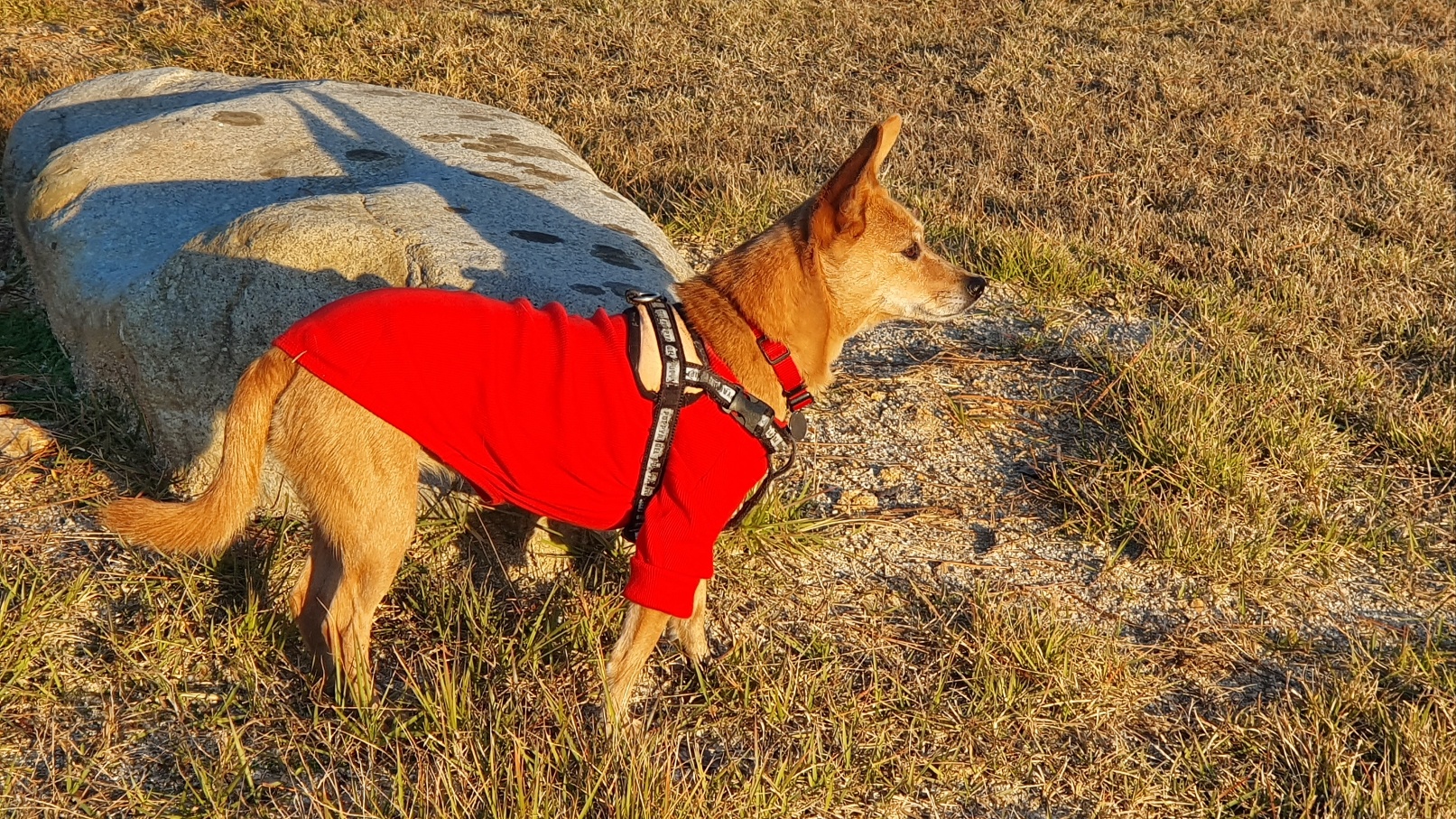 리카 공주님  입양 2주년 소식 전합니다.(20230125, 7세)