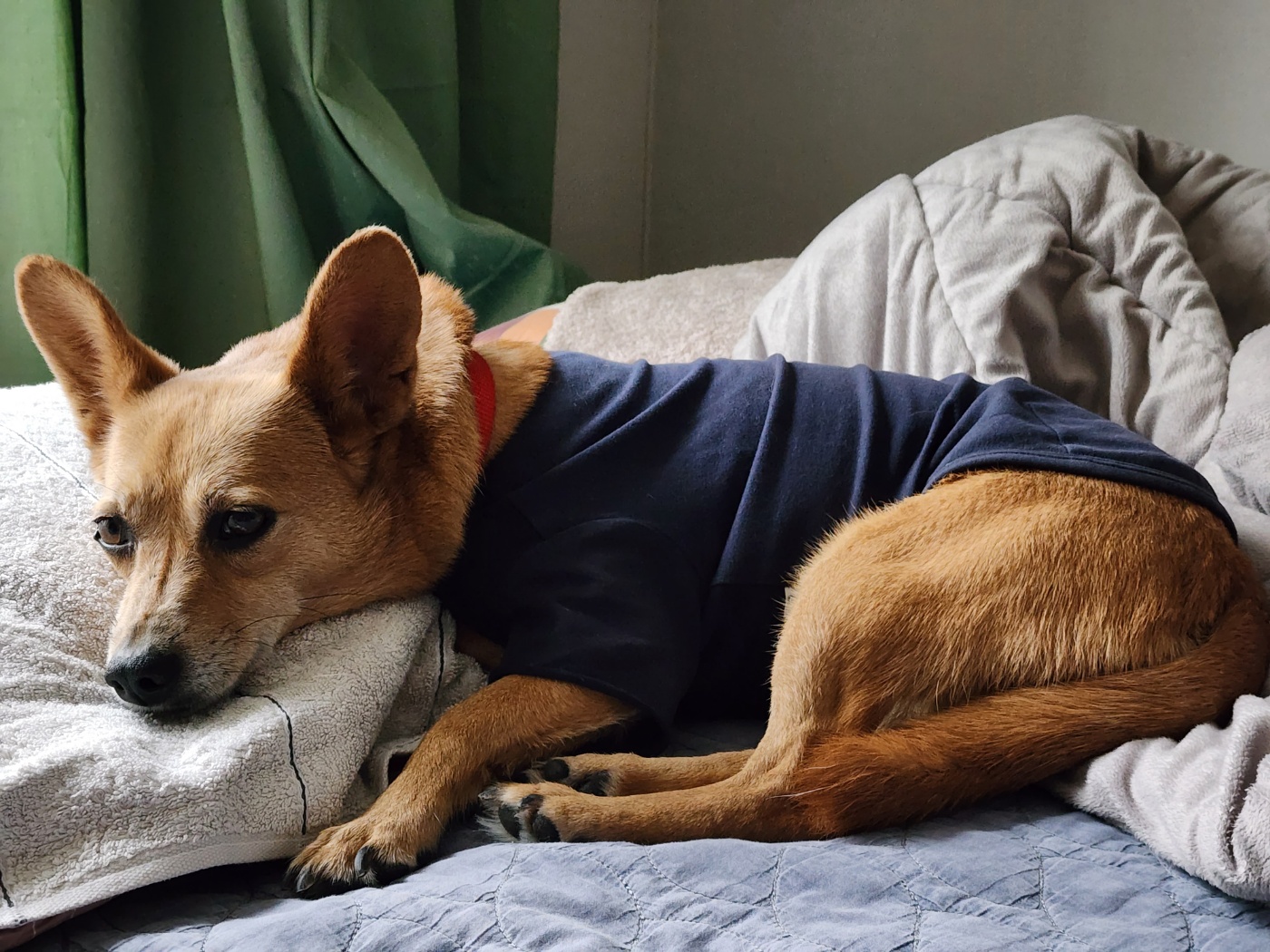 리카 공주님  입양 2주년 소식 전합니다.(20230125, 7세)