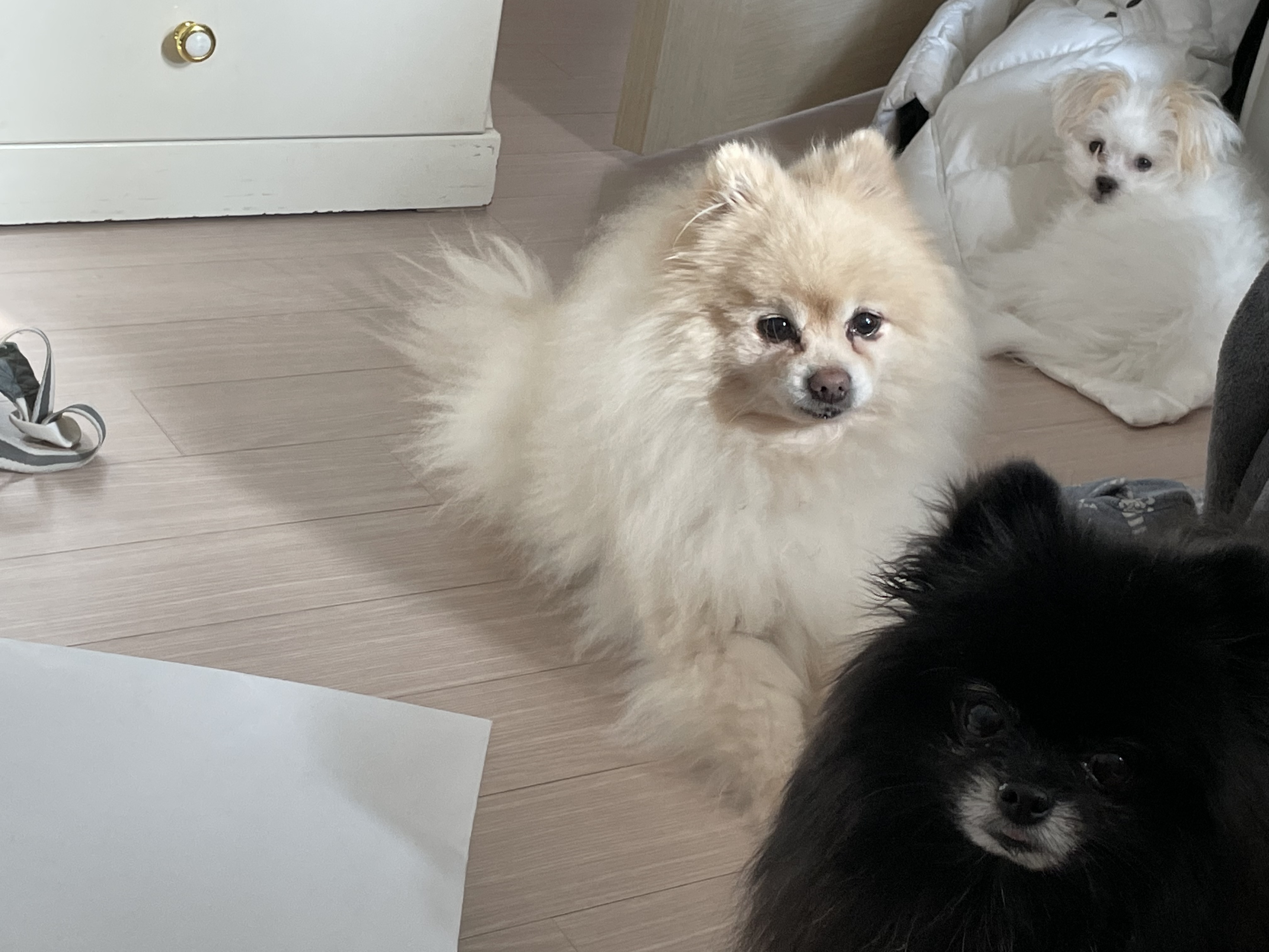 아츄가 저희 집에 온지 3개월이 지났어요! (아투)