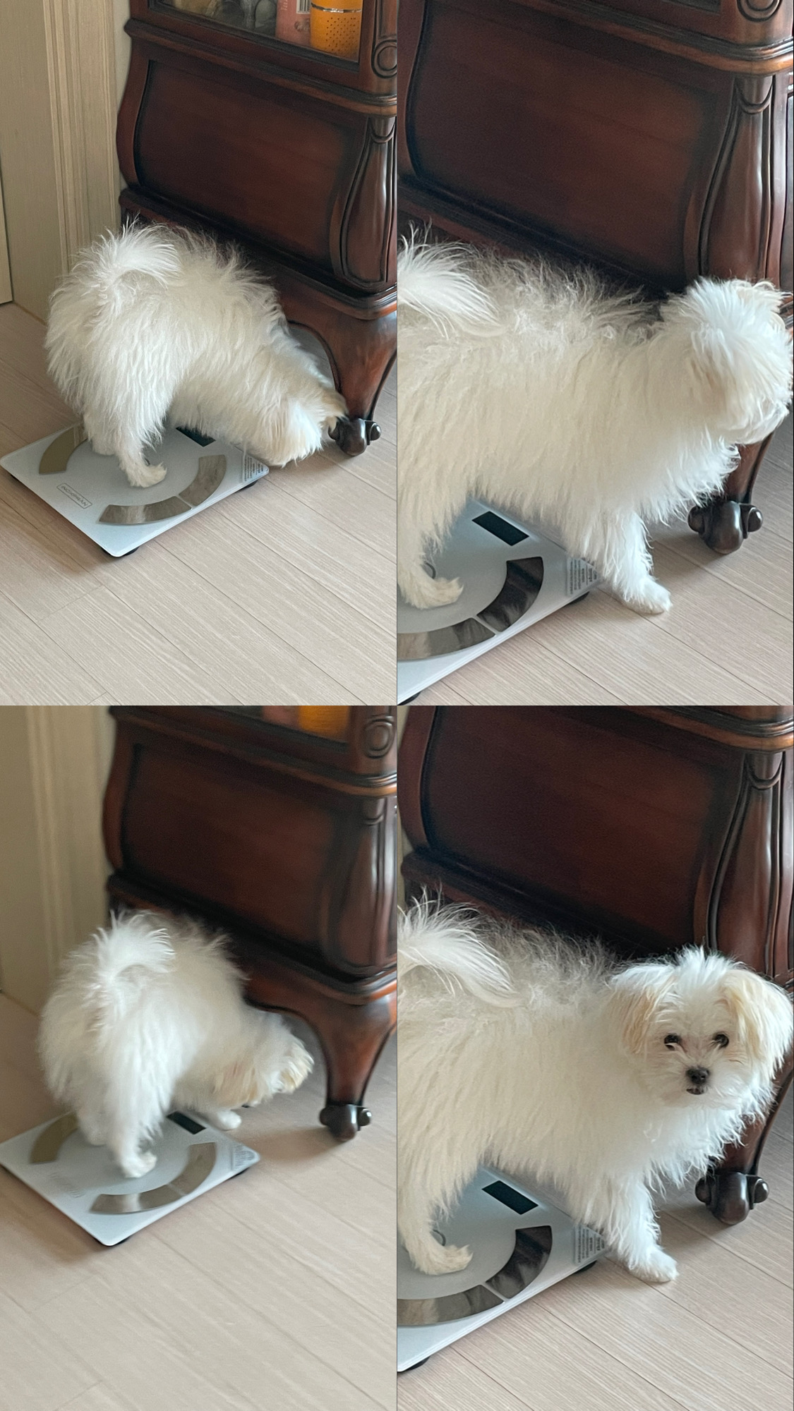 아츄가 저희 집에 온지 3개월이 지났어요! (아투)