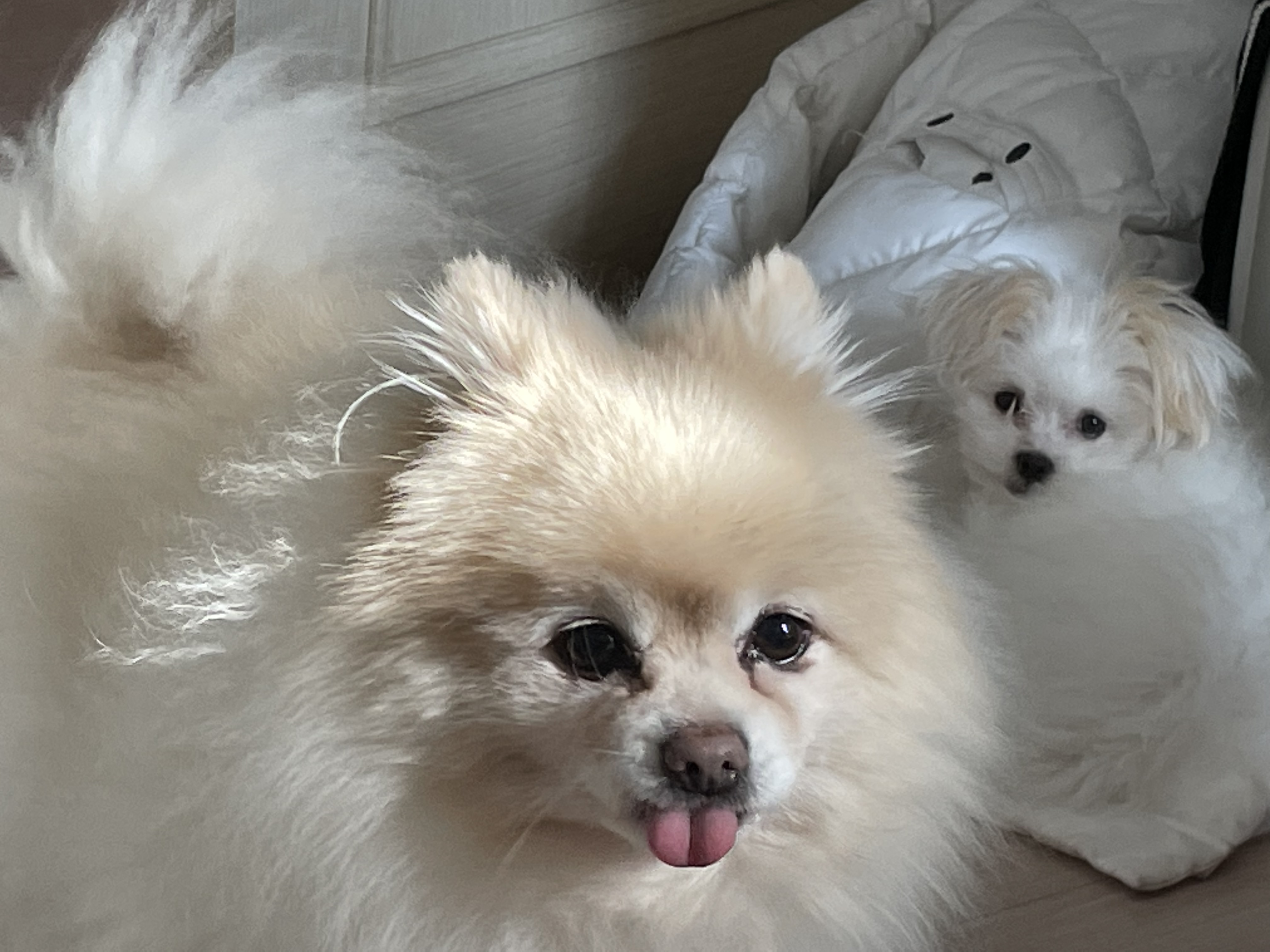 아츄가 저희 집에 온지 3개월이 지났어요! (아투)