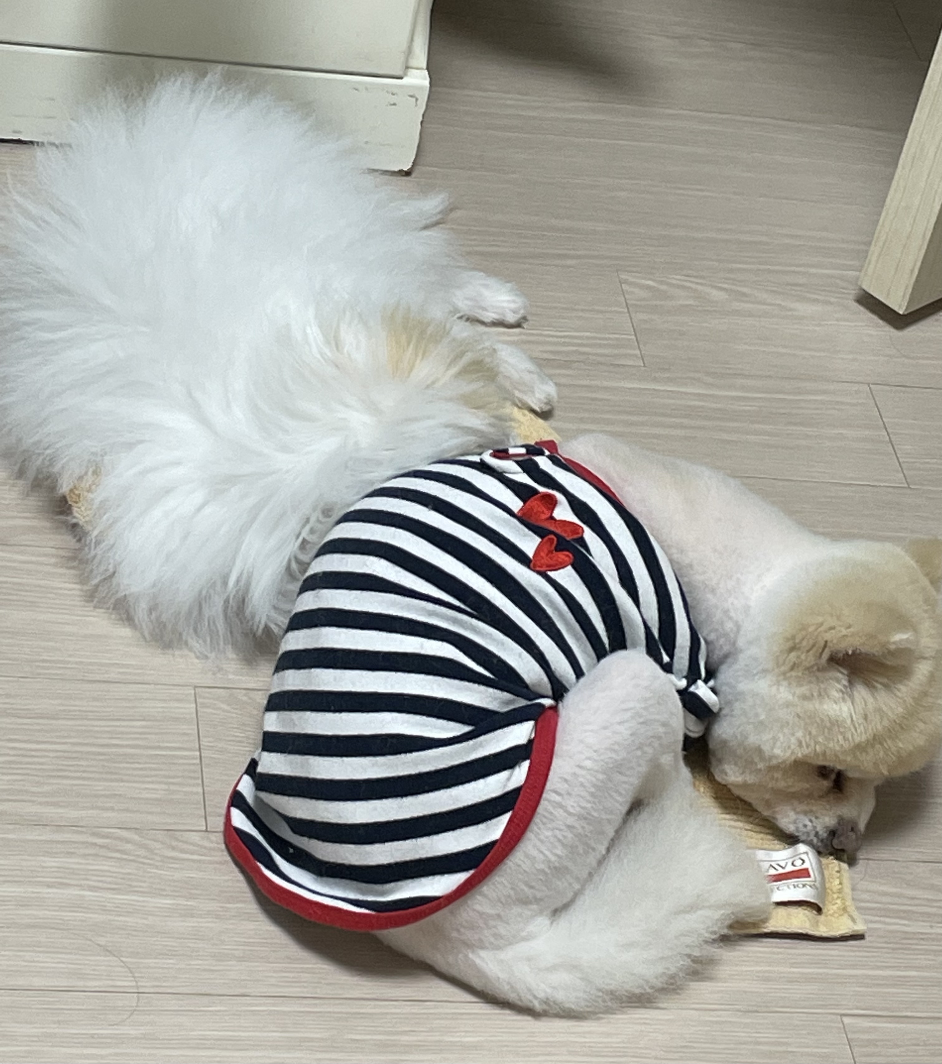 아츄가 저희 집에 온지 3개월이 지났어요! (아투)