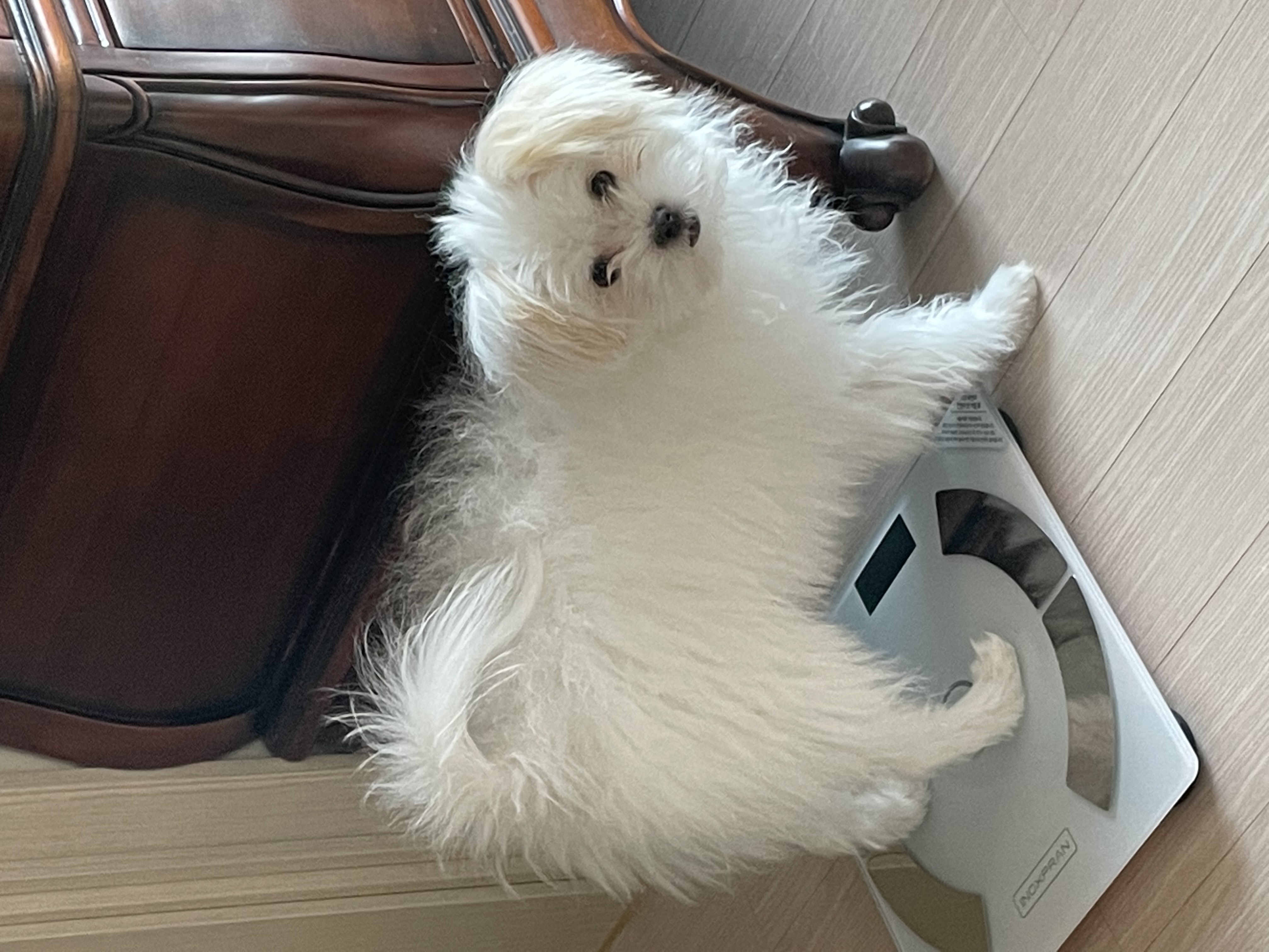 아츄가 저희 집에 온지 3개월이 지났어요! (아투)