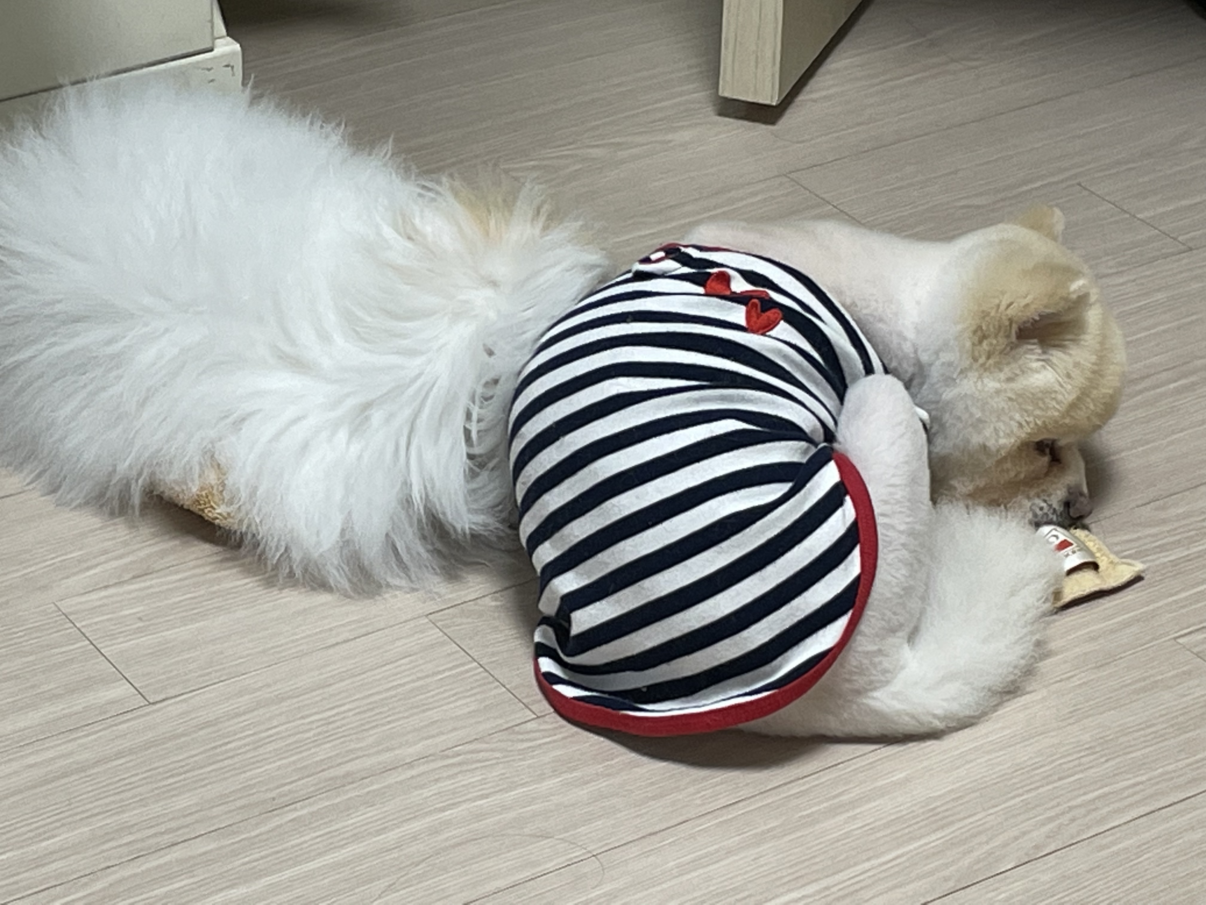 아츄가 저희 집에 온지 3개월이 지났어요! (아투)