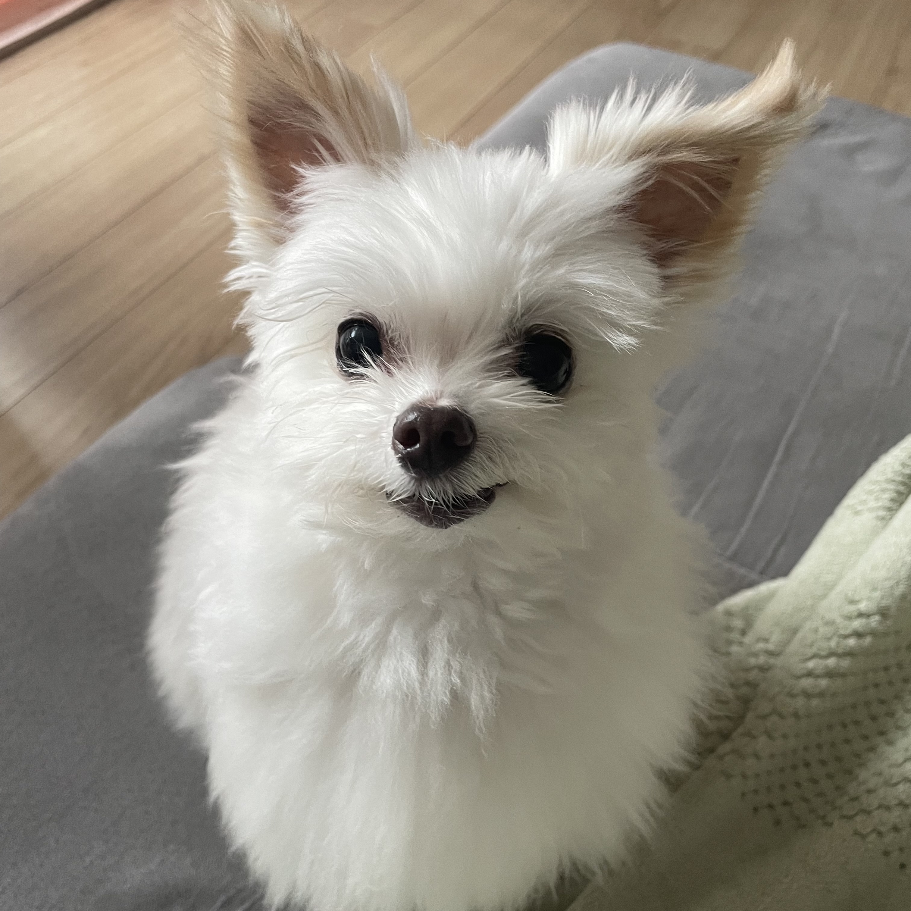 아산구조견 짜니 임시보호 일주일 후기입니다