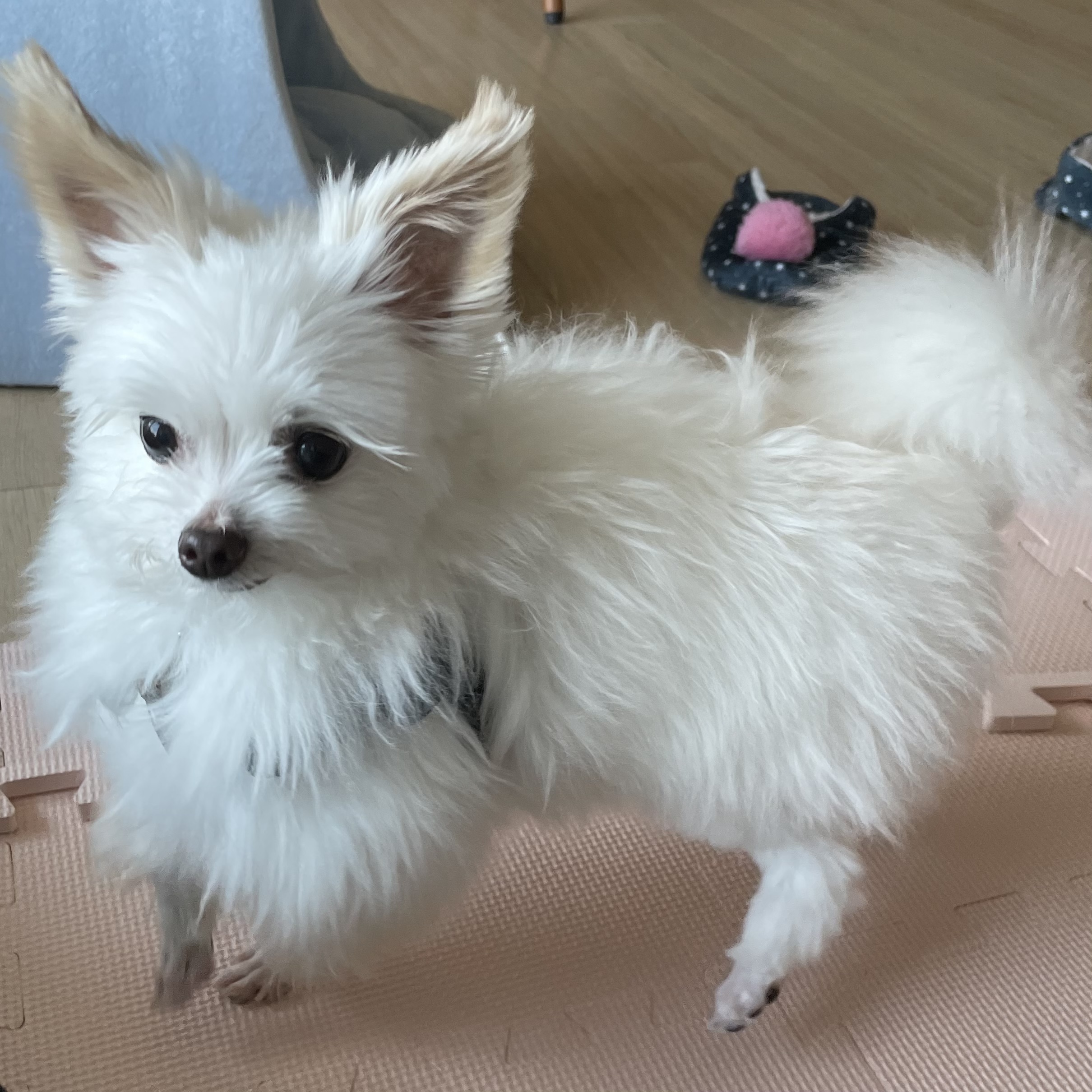 아산구조견 짜니 임시보호 일주일 후기입니다