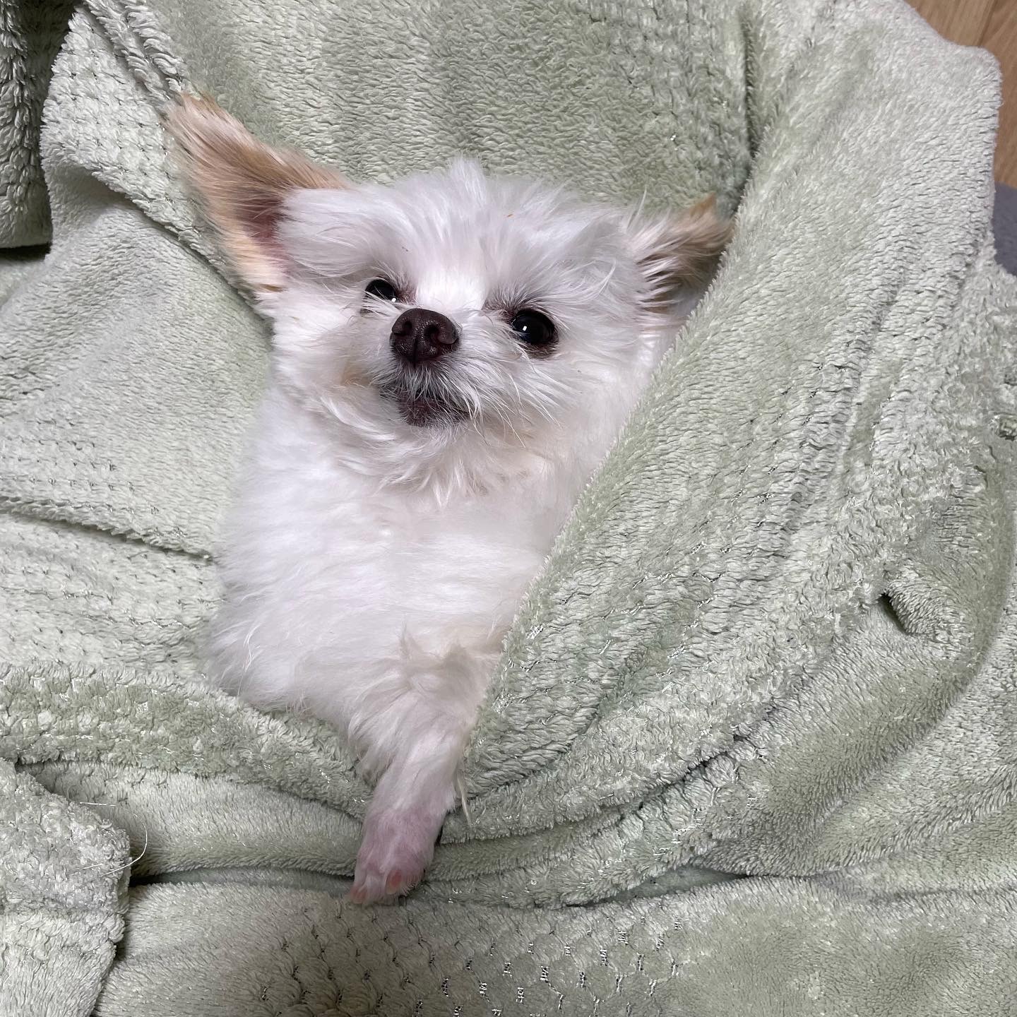 아산구조견 짜니 임시보호 일주일 후기입니다