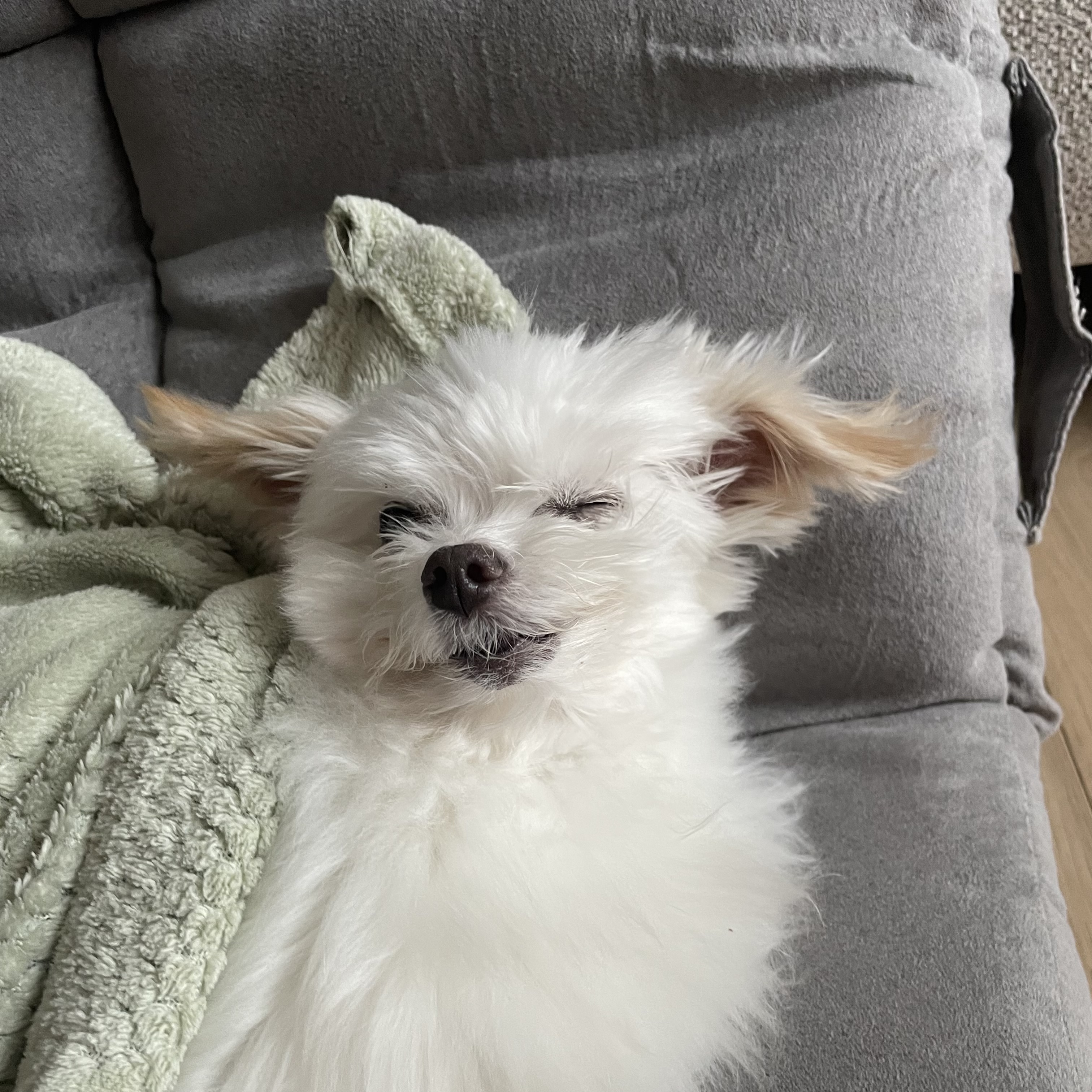 아산구조견 짜니 임시보호 일주일 후기입니다