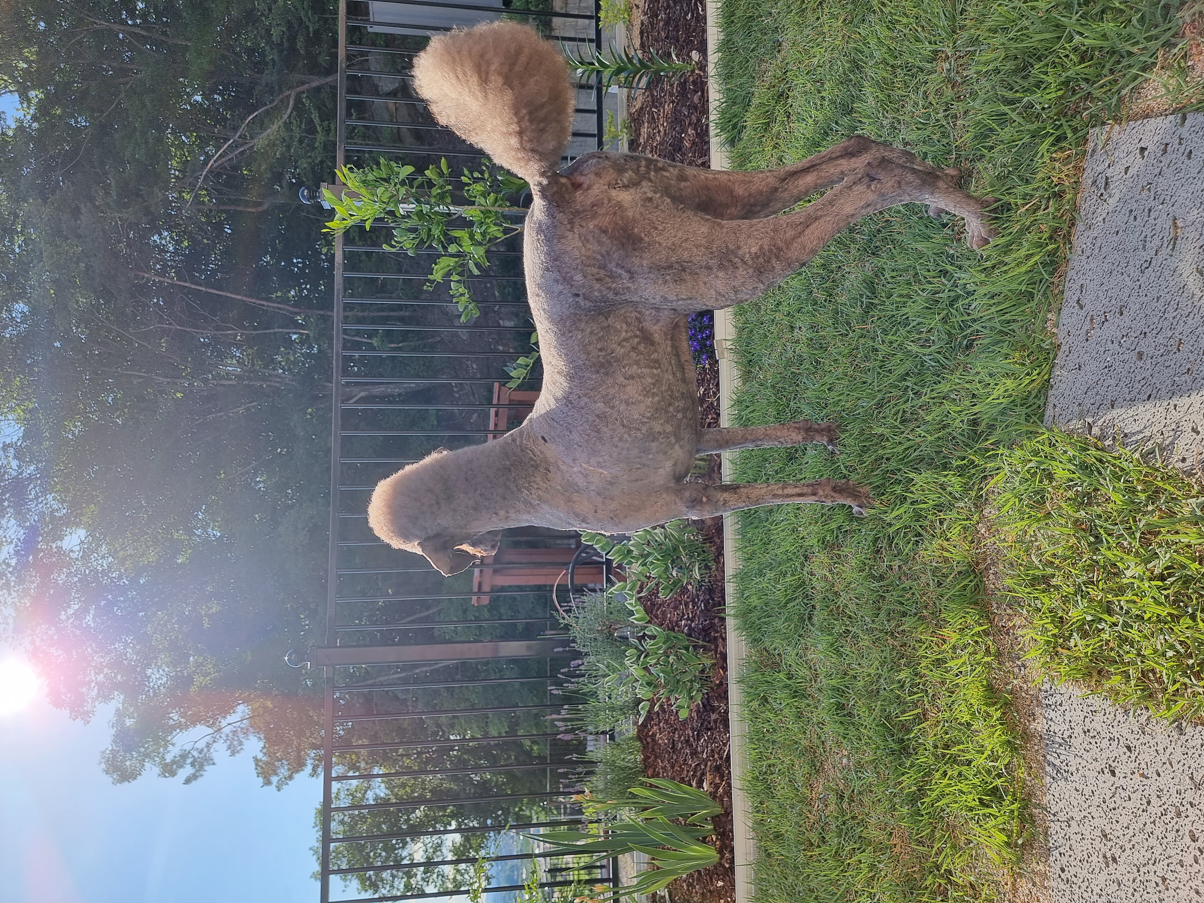 테라 입양 1년 후기(우리에게 온 귀한 선물)