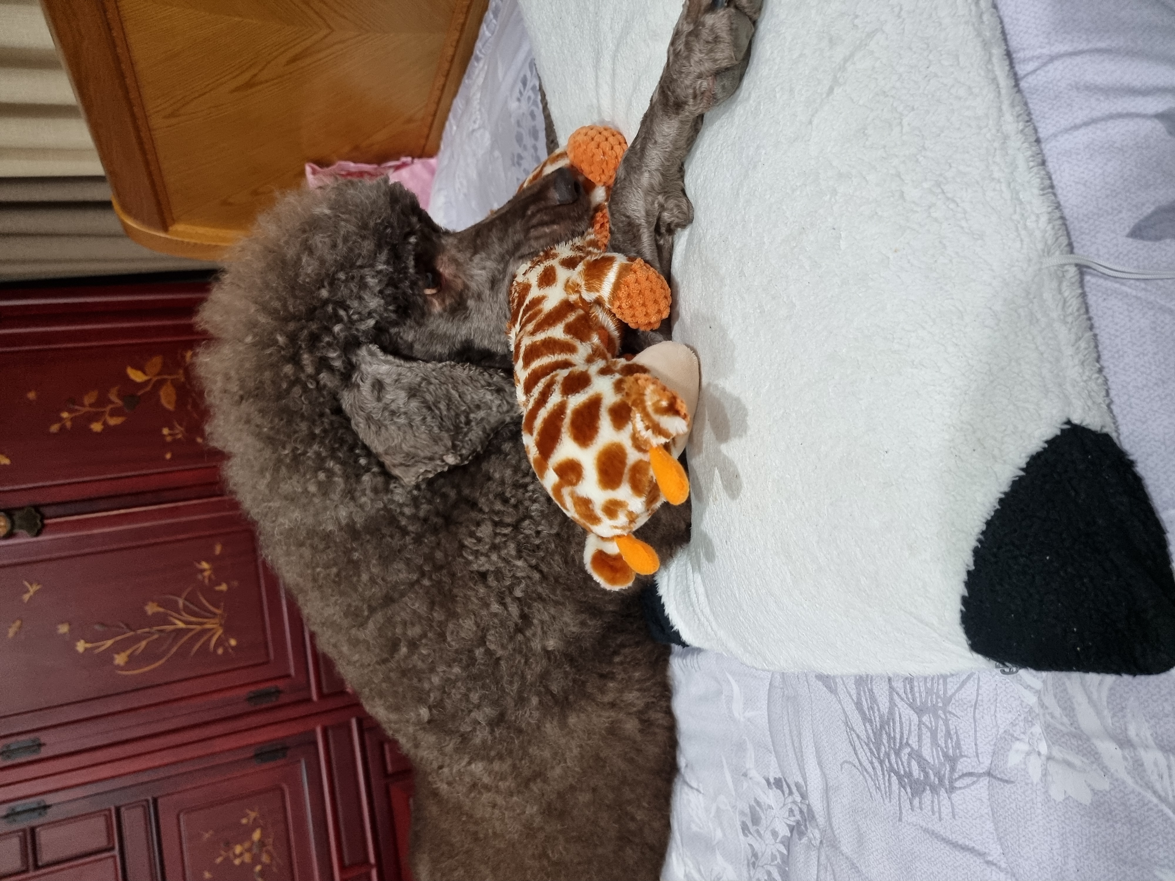 테라 입양 1년 후기(우리에게 온 귀한 선물)