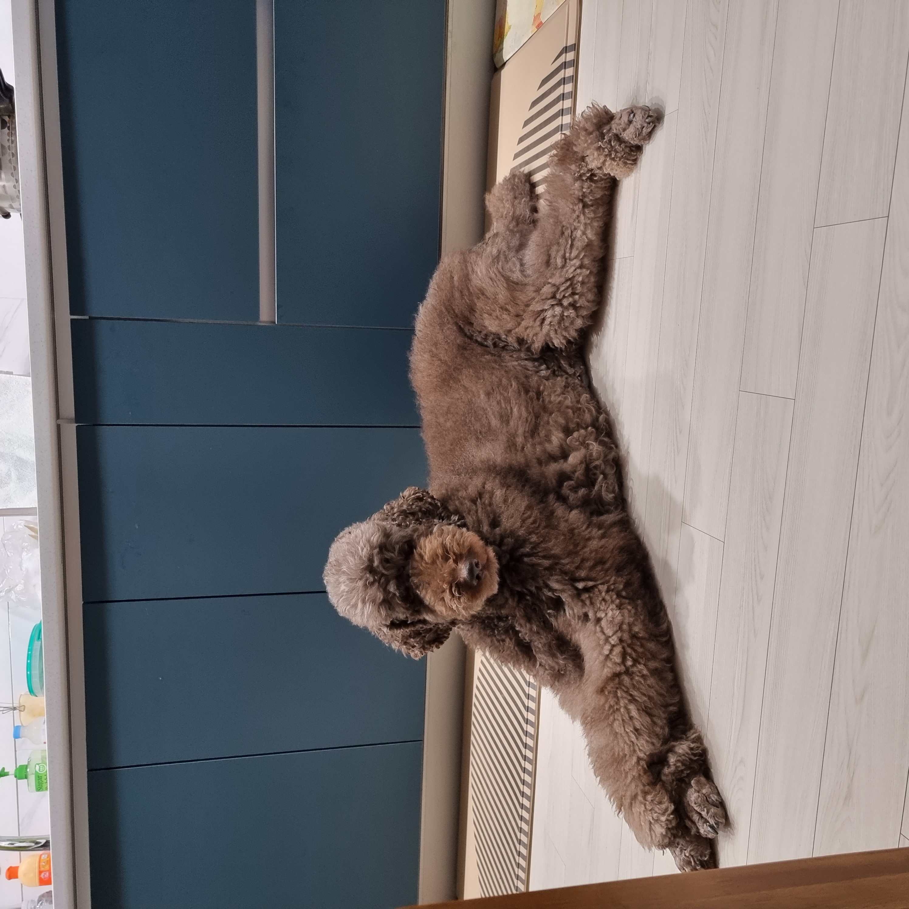 테라 입양 1년 후기(우리에게 온 귀한 선물)