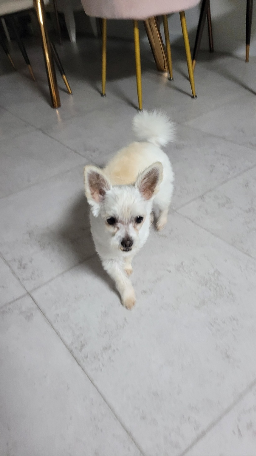 천안 아산 구조견 엘프 임보 일주일 후기 입니다 