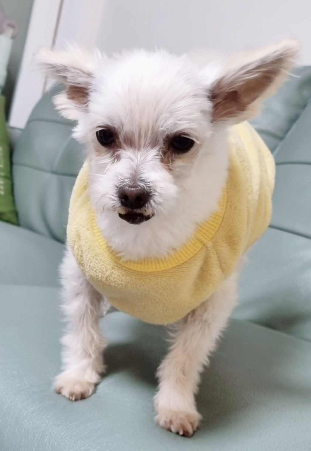 천안 아산 구조견 엘프 임보 일주일 후기 입니다 