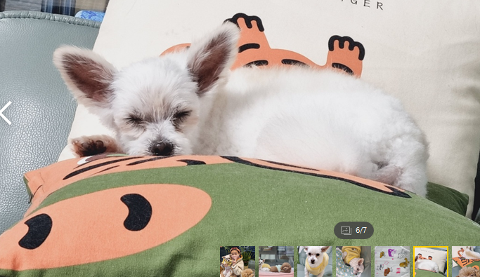 천안 아산 구조견 엘프 임보 일주일 후기 입니다 