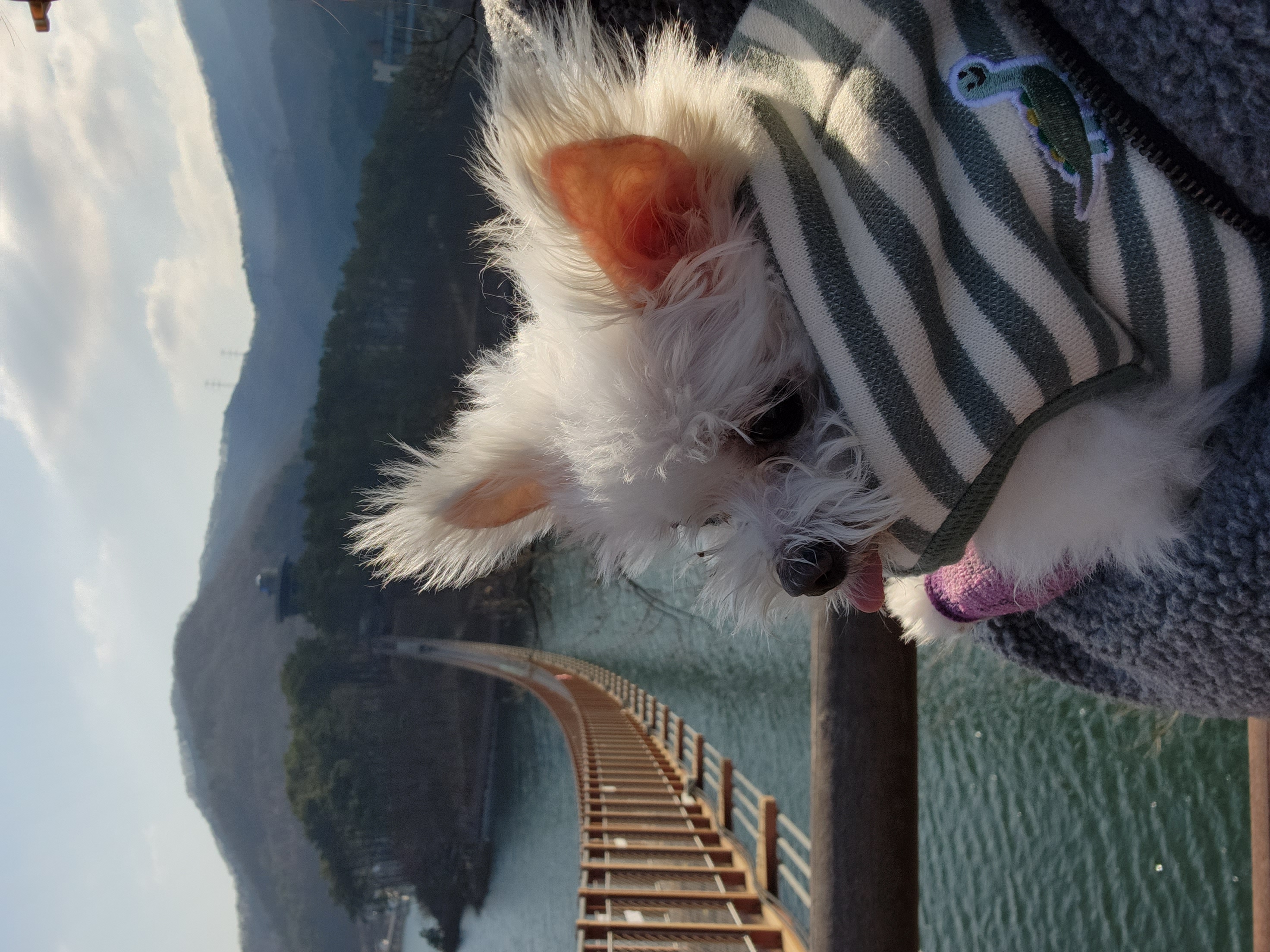 익준이 임보 3개월 차(입양해주세오)