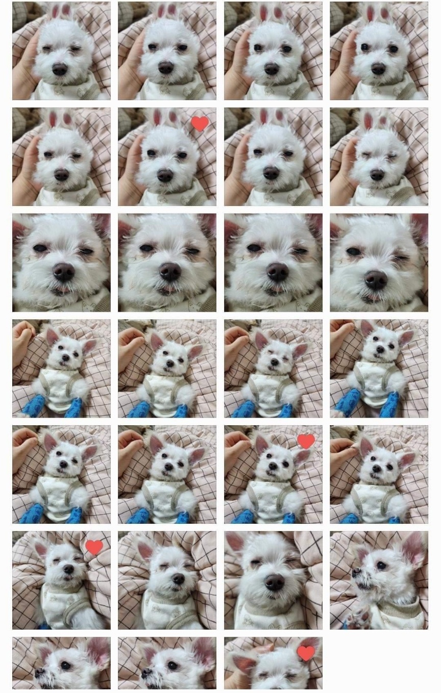 익준이 임보 3개월 차(입양해주세오)