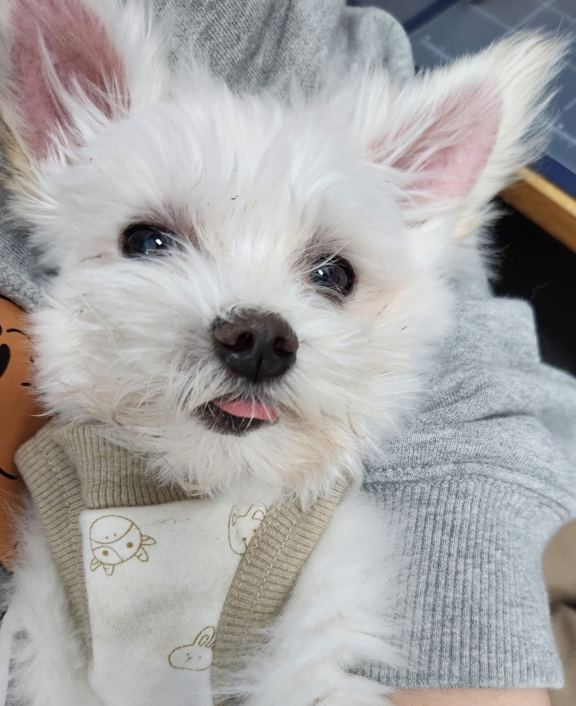 익준이 임보 3개월 차(입양해주세오)