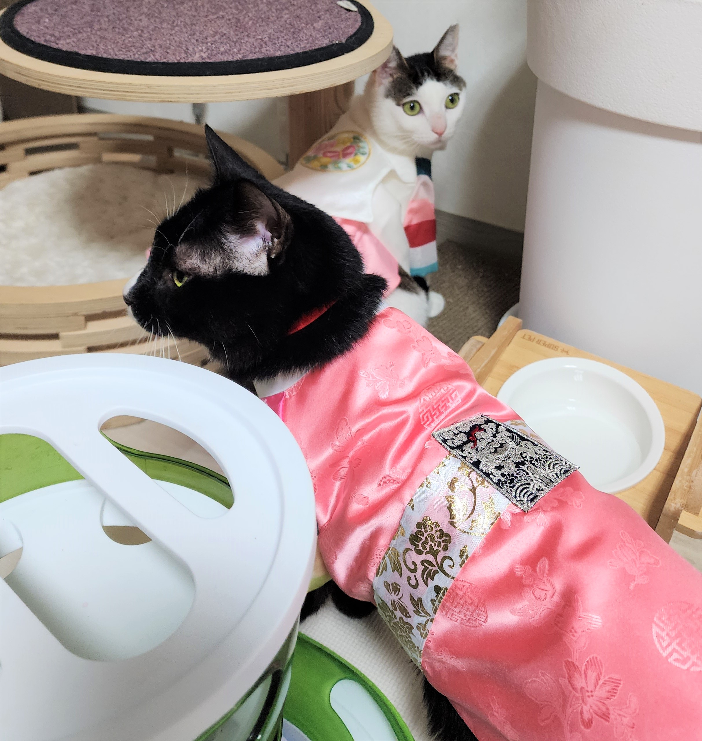 흰 양말 신은 버찌 입양 확정!!