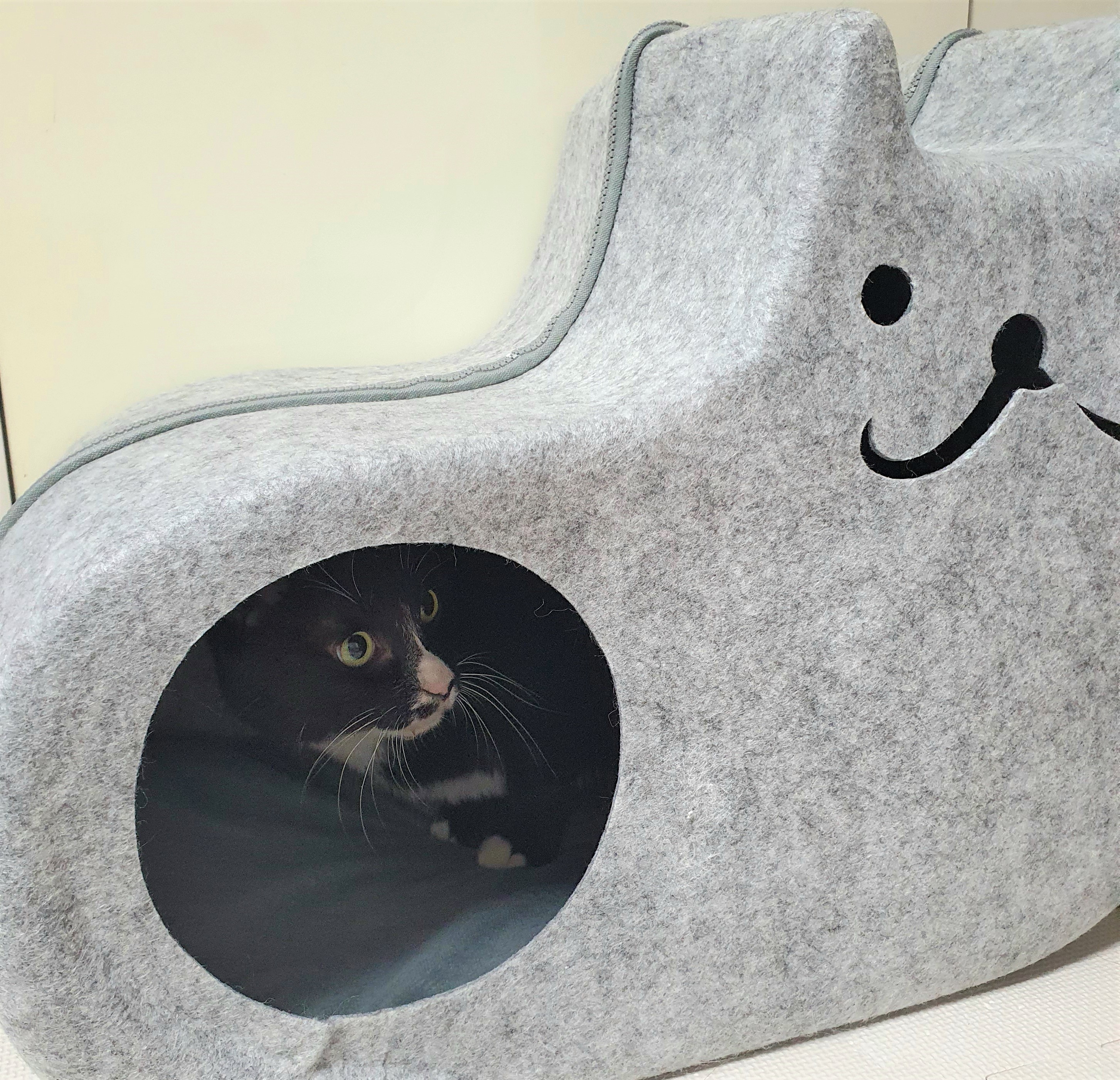 흰 양말 신은 버찌 입양 확정!!