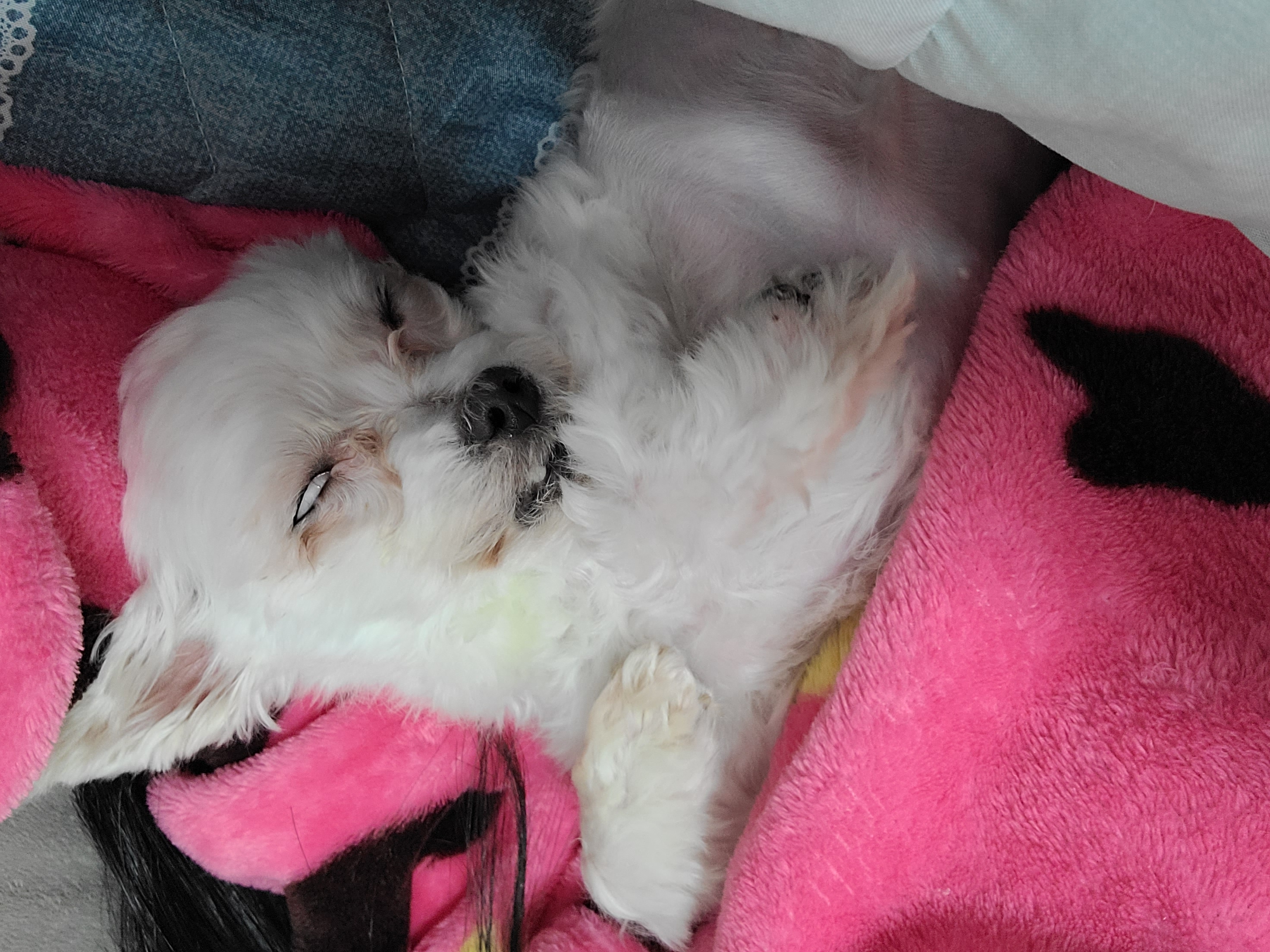 세라 임보일기 3!!!