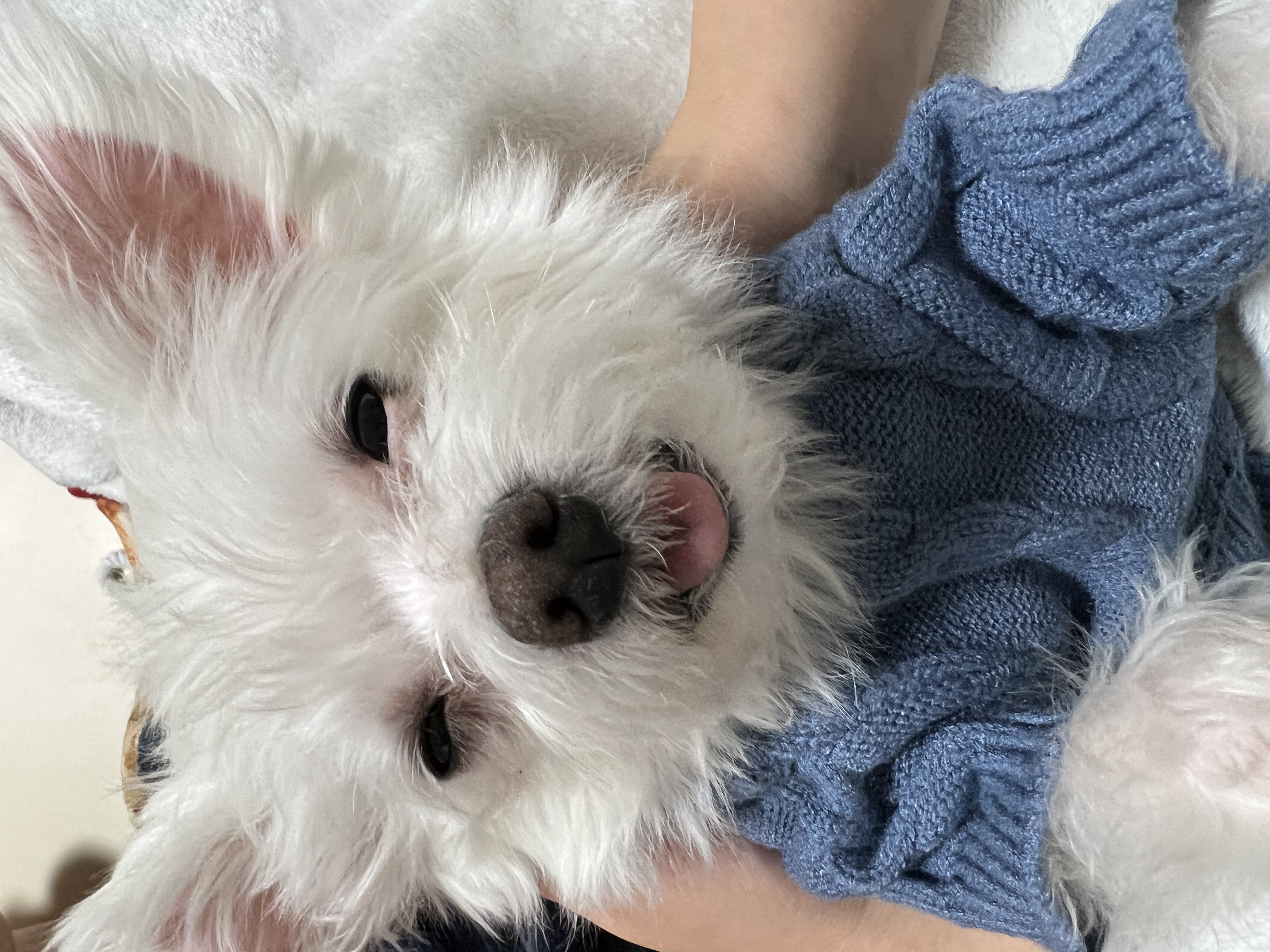 별이(전 오포) 입양 후 이야기 